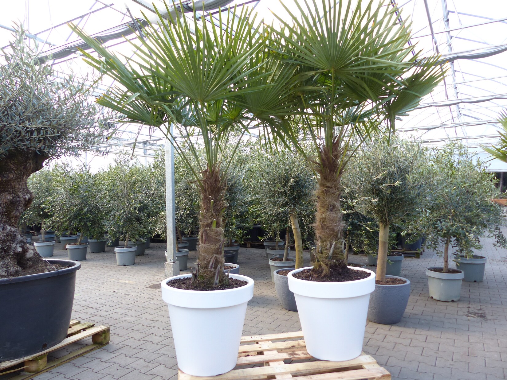 XXL Palme 230 cm   Stamm 80 cm   Trachycarpus fortunei winterhart inkl. Pflanzkübel weiß, Hanfpalme, Top-Qualität