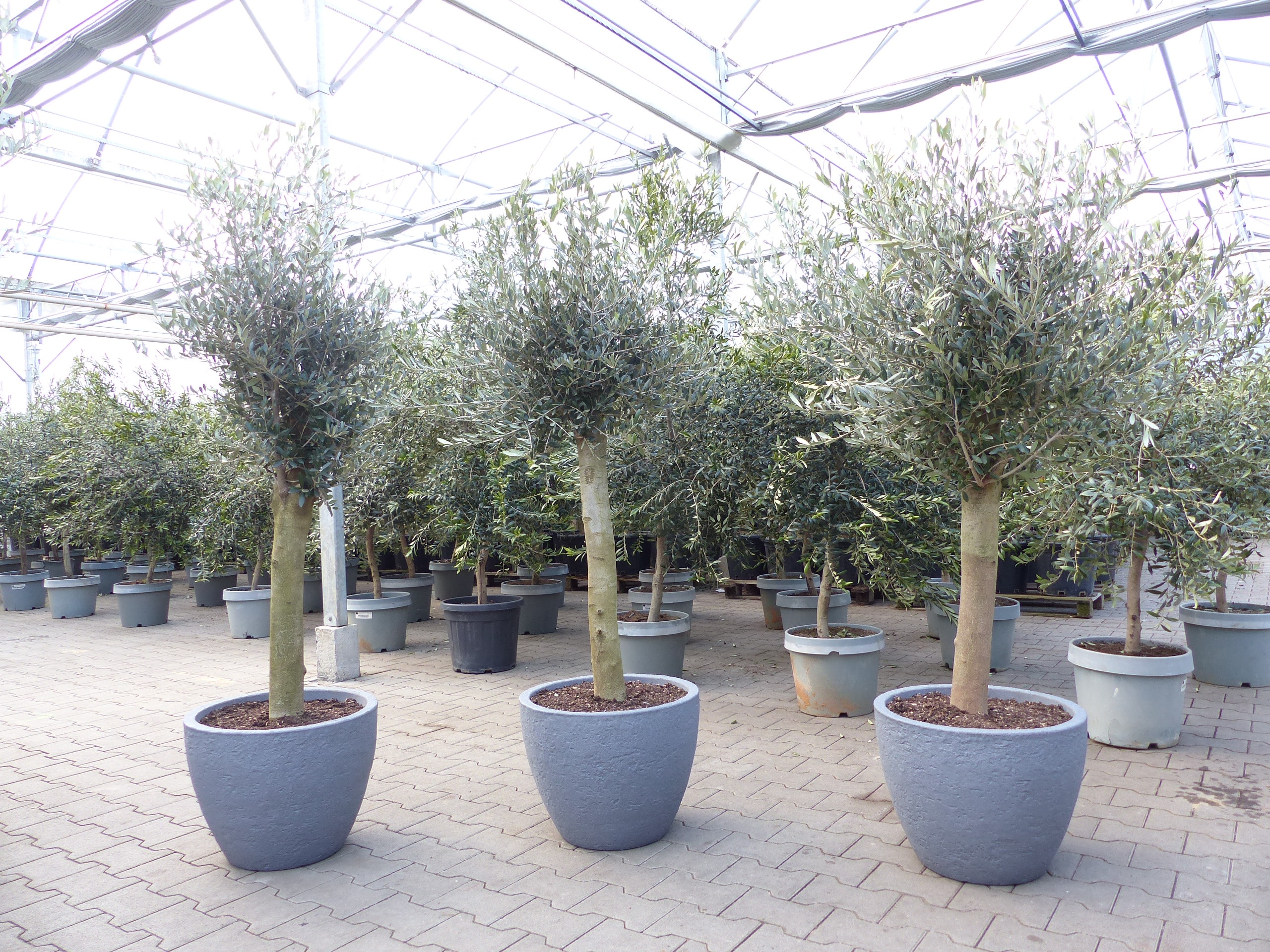 Olivenbaum 20 Jahre 200 cm winterhart inkl. Pflanzk&uuml;bel in Betonoptik 