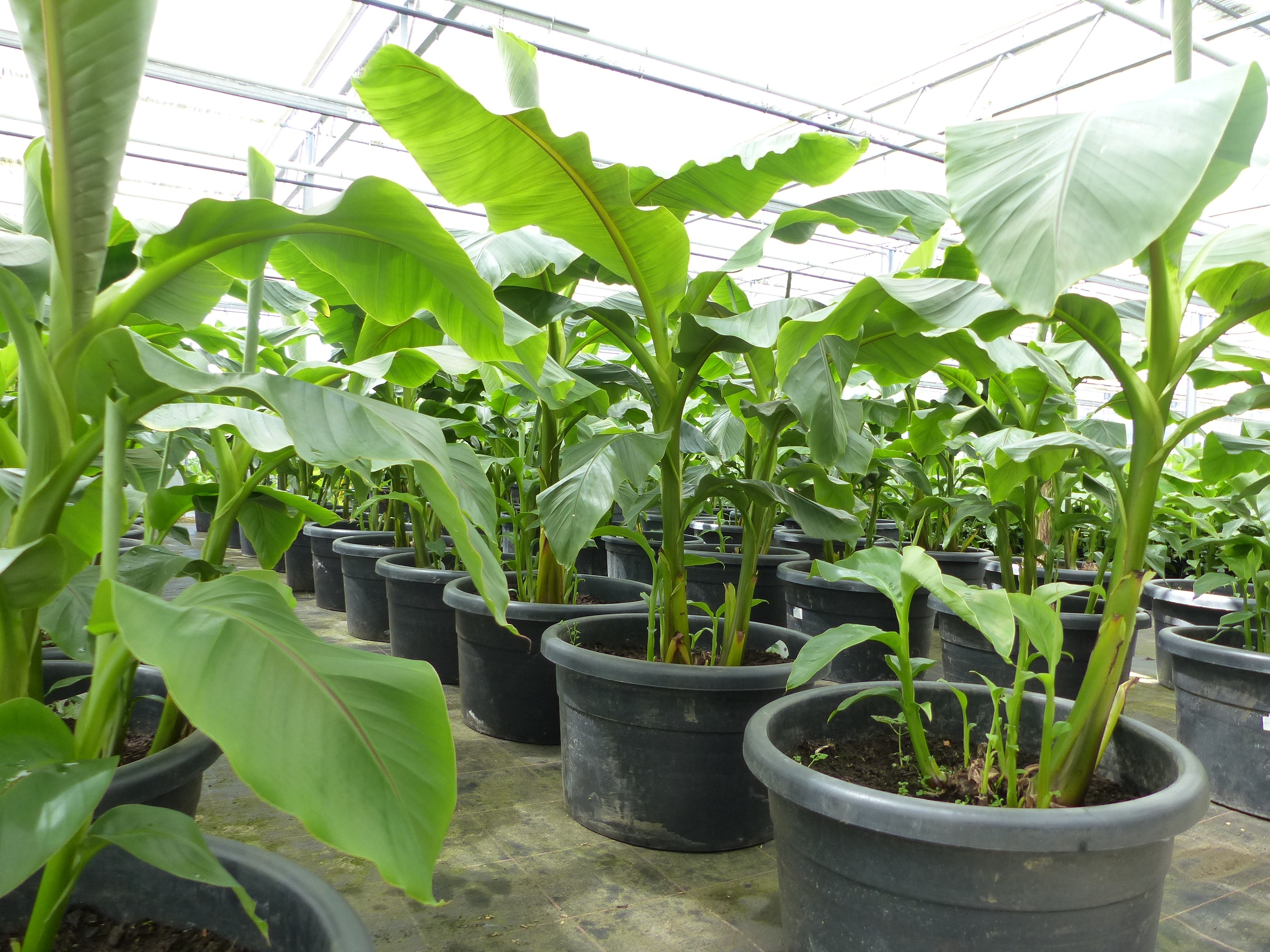 Bananenstaude als Gruppe bis 10 Pflanzen Banane Musa Basjoo 180 cm winterhart Staude japanische Faserbanane 