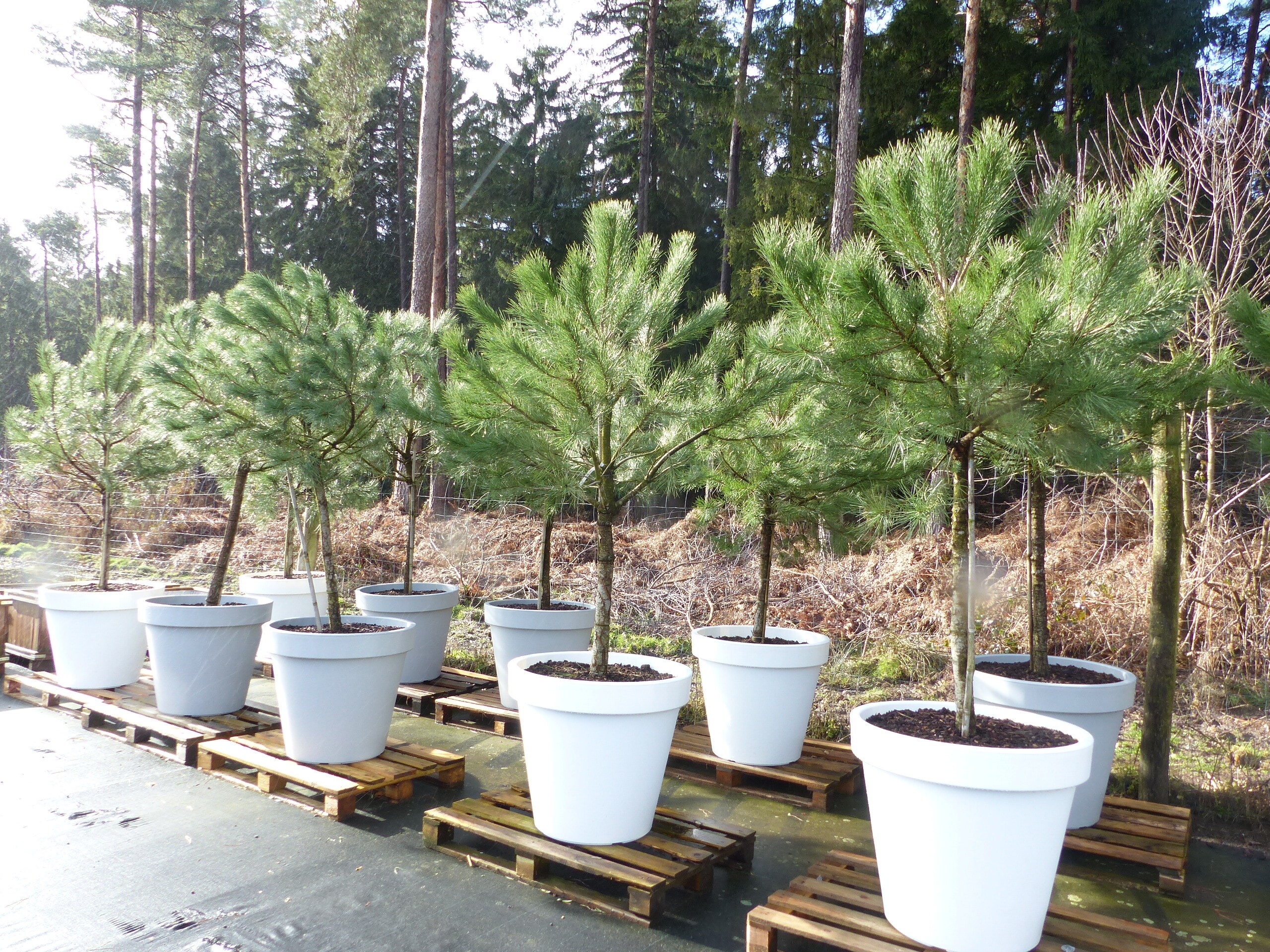 Pinus Pinea Mittelmeerkiefer 250 cm inkl. Pflanzk&uuml;bel &Oslash;80cm Pinie Kiefer Stamm Premium XL Stamm, winterhart 