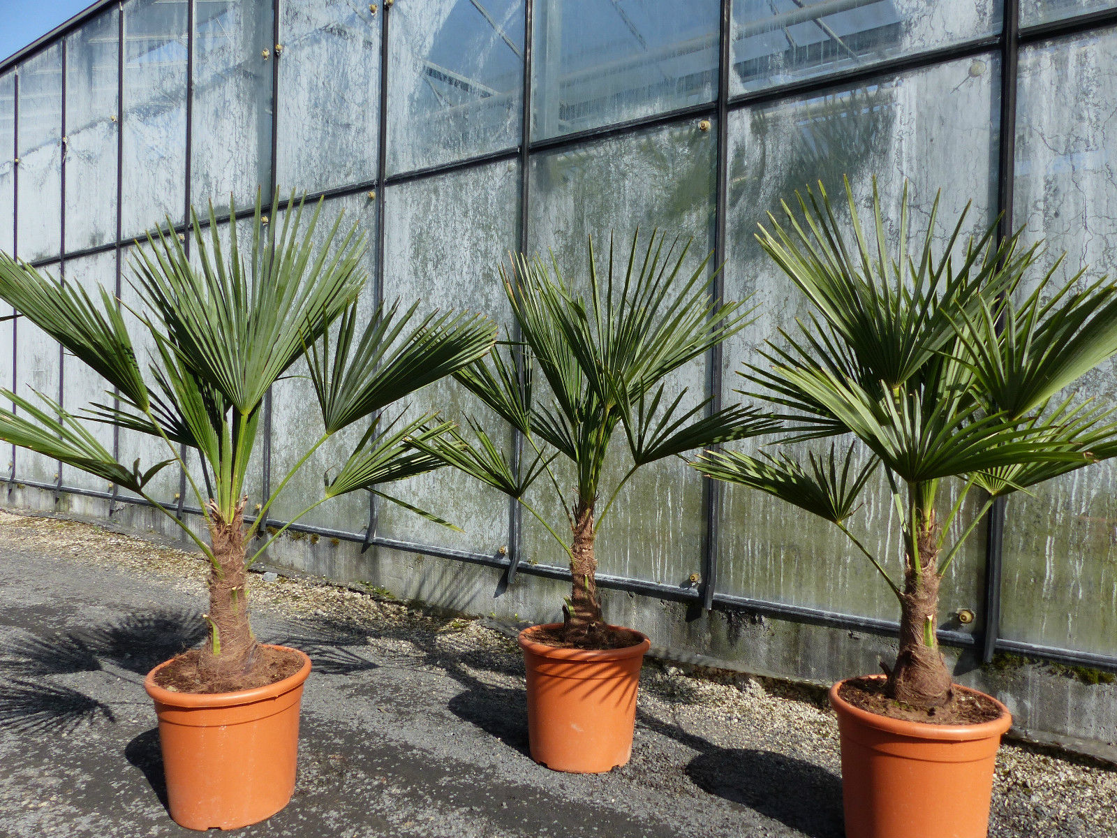 L Palme 120 - 130 cm Trachycarpus fortunei, Hanfpalme, winterhart + robust bis -18&deg;C 