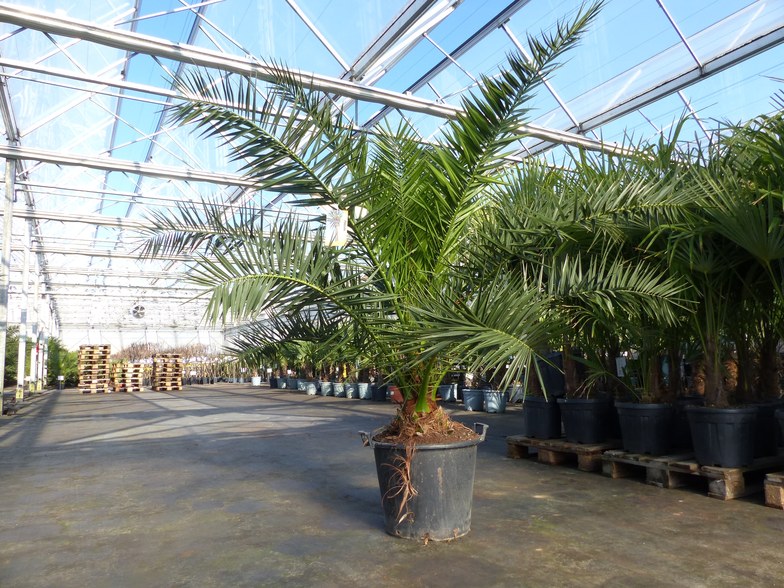 XXL 230 cm Phoenix canariensis, kanarische Dattelpalme &Oslash; 200 cm, winterhart , Top-Qualit&auml;t 