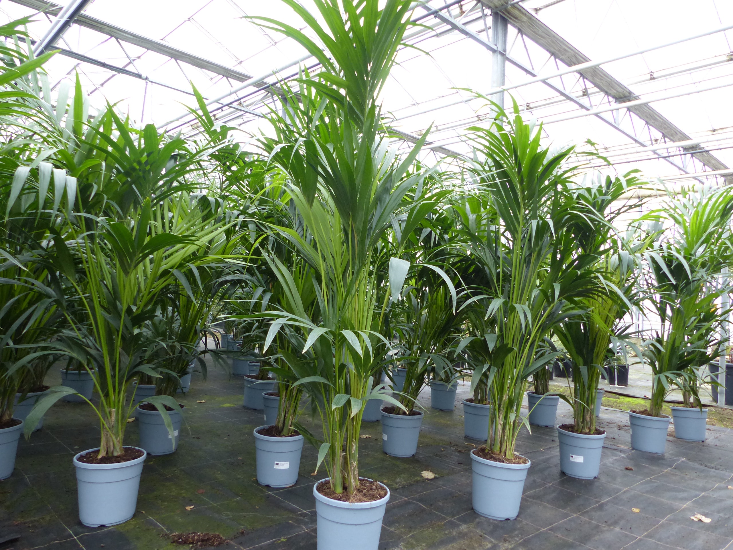 Kentia Premium Palme 160 - 180 cm | bis 10 Pflanzen im Topf | Howea forsteriana Zimmerpflanze B&uuml;ropflanze 