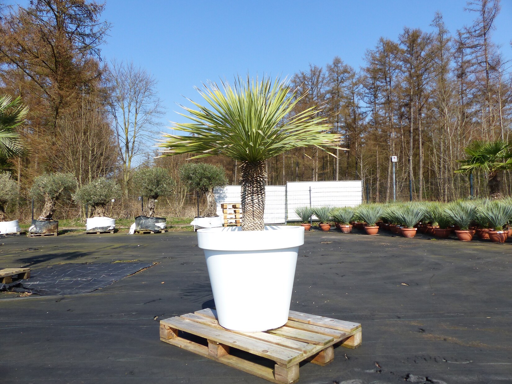 Yucca Rostrata 170 cm   Stamm 55 cm   im Pflanzkübel Ø80 cm Weiß winterhart