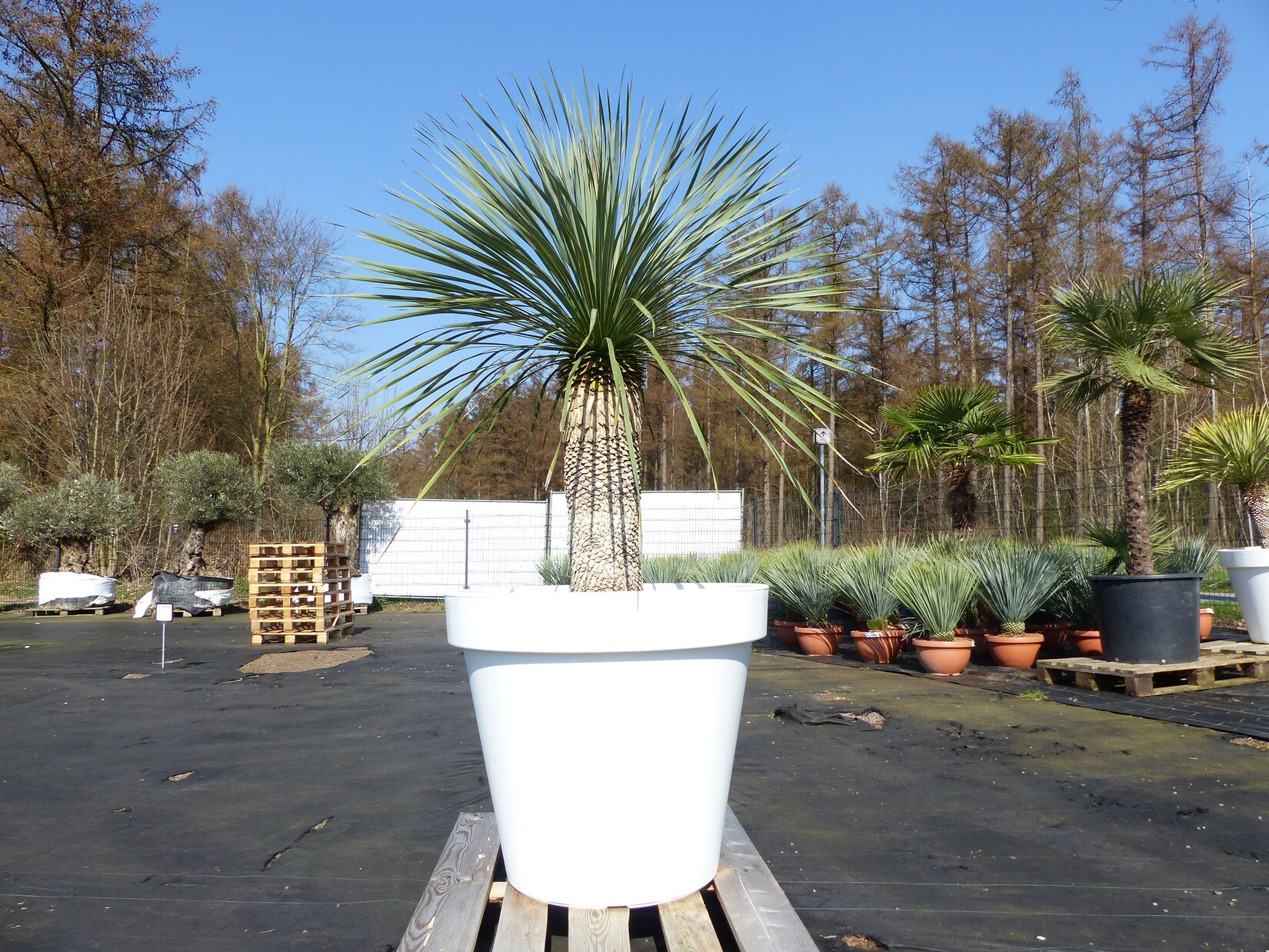 Yucca Rostrata 195 cm   Stamm 65 cm   im Pflanzkübel Ø80 cm Weiß winterhart