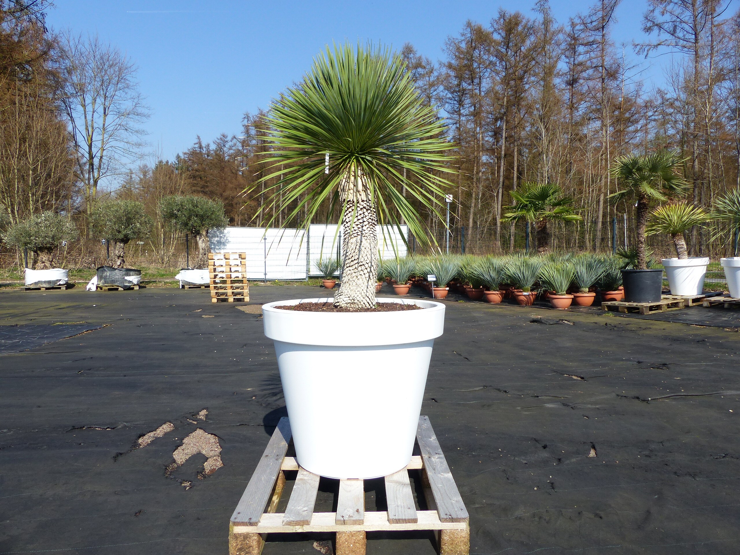 Yucca Rostrata 180 cm | Stamm 60 cm | im Pflanzk&uuml;bel &Oslash;80 cm Wei&szlig; winterhart 