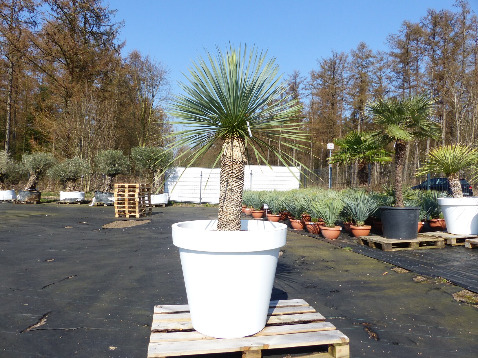 Yucca Rostrata 180 cm   Stamm 70 cm   im Pflanzkübel Ø80 cm Weiß winterhart