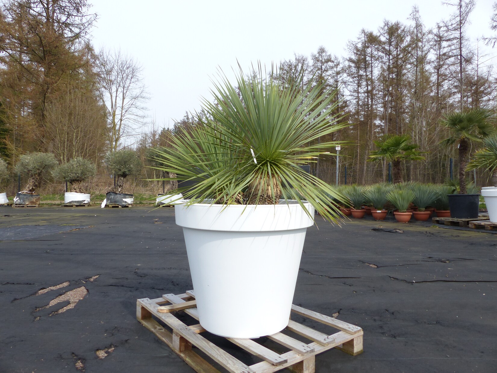 Yucca Rostrata 140 cm   Stamm 25 cm   im Pflanzkübel Ø80 cm Weiß winterhart
