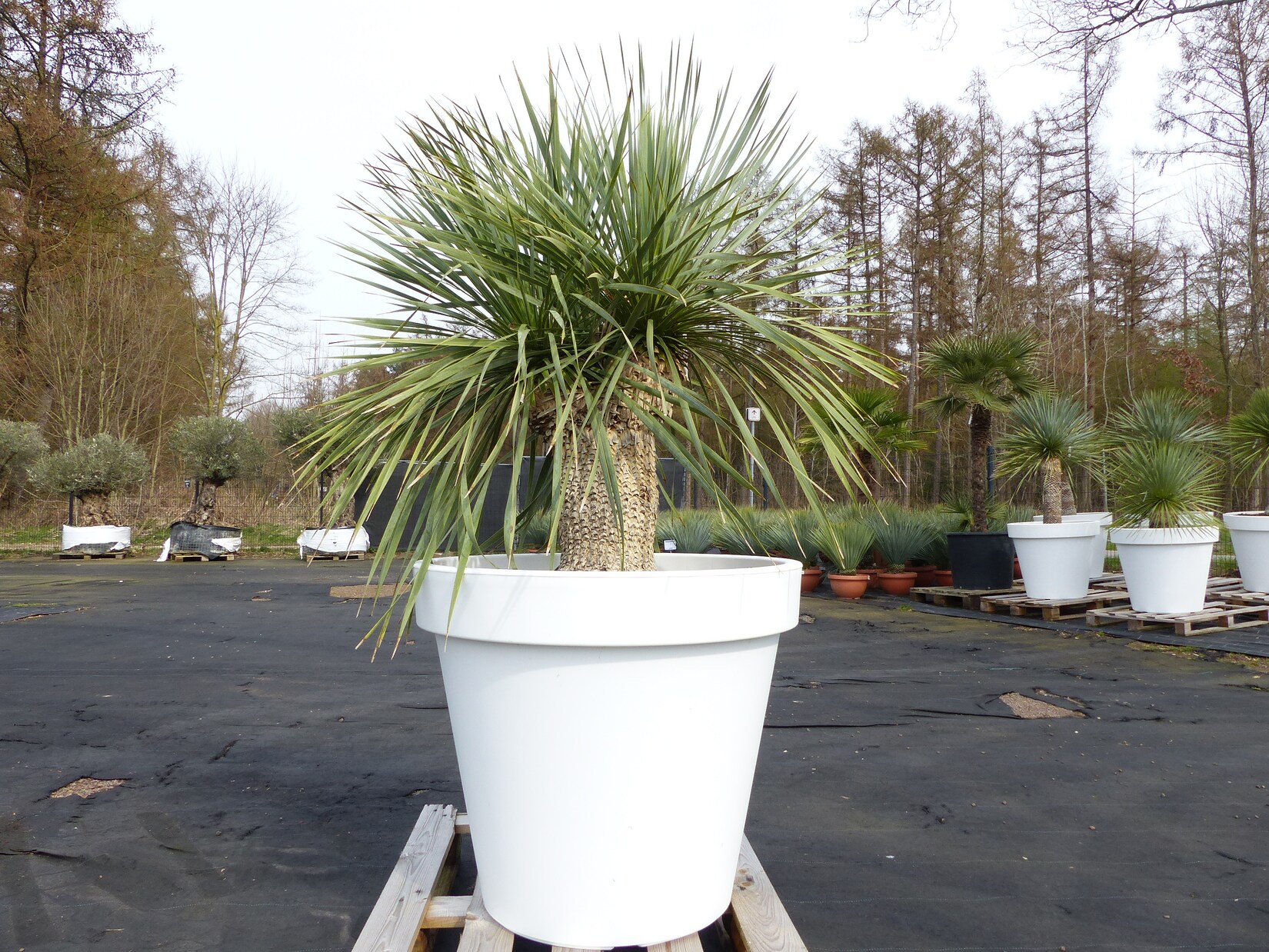 Yucca Rostrata 165 cm   Stamm 40 cm   im Pflanzkübel Ø80 cm Weiß winterhart