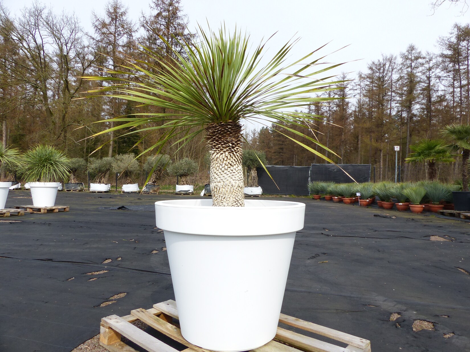 Yucca Rostrata 150 cm   Stamm 50 cm   im Pflanzkübel Ø80 cm Weiß winterhart