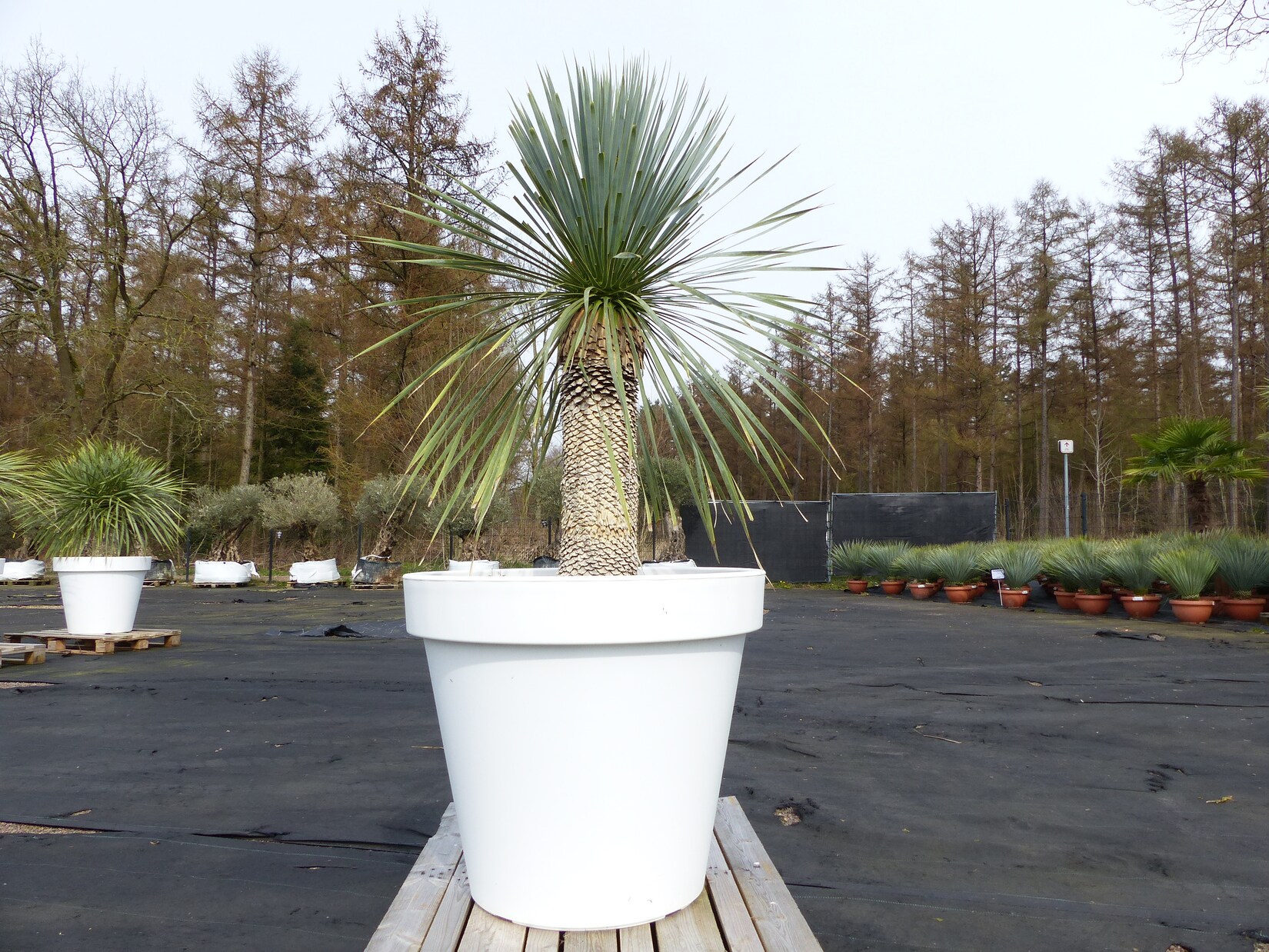Yucca Rostrata 170 cm   Stamm 60 cm   im Pflanzkübel Ø80 cm Weiß winterhart