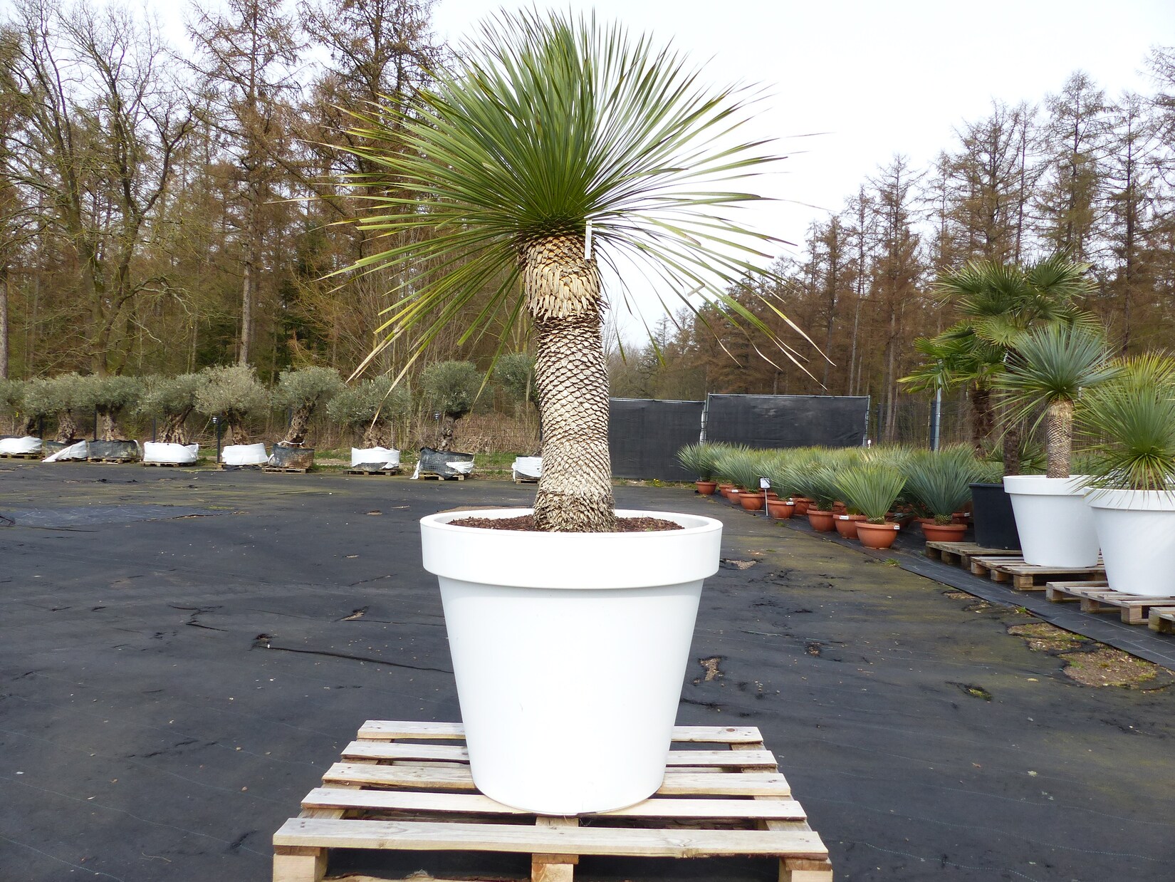 Yucca Rostrata 190 cm   Stamm 80 cm   im Pflanzkübel Ø80 cm Weiß winterhart