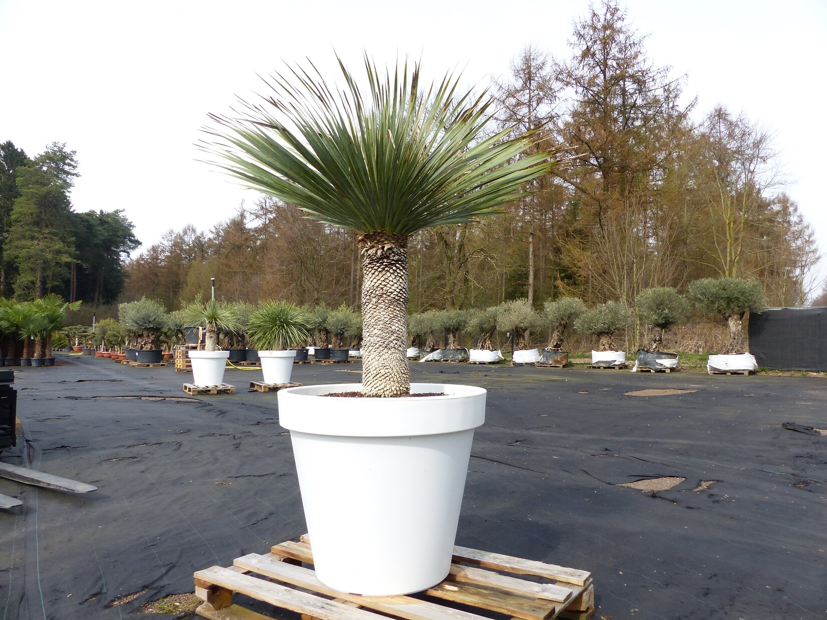 Yucca Rostrata 170 cm   Stamm 65 cm   im Pflanzkübel Ø80 cm Weiß winterhart
