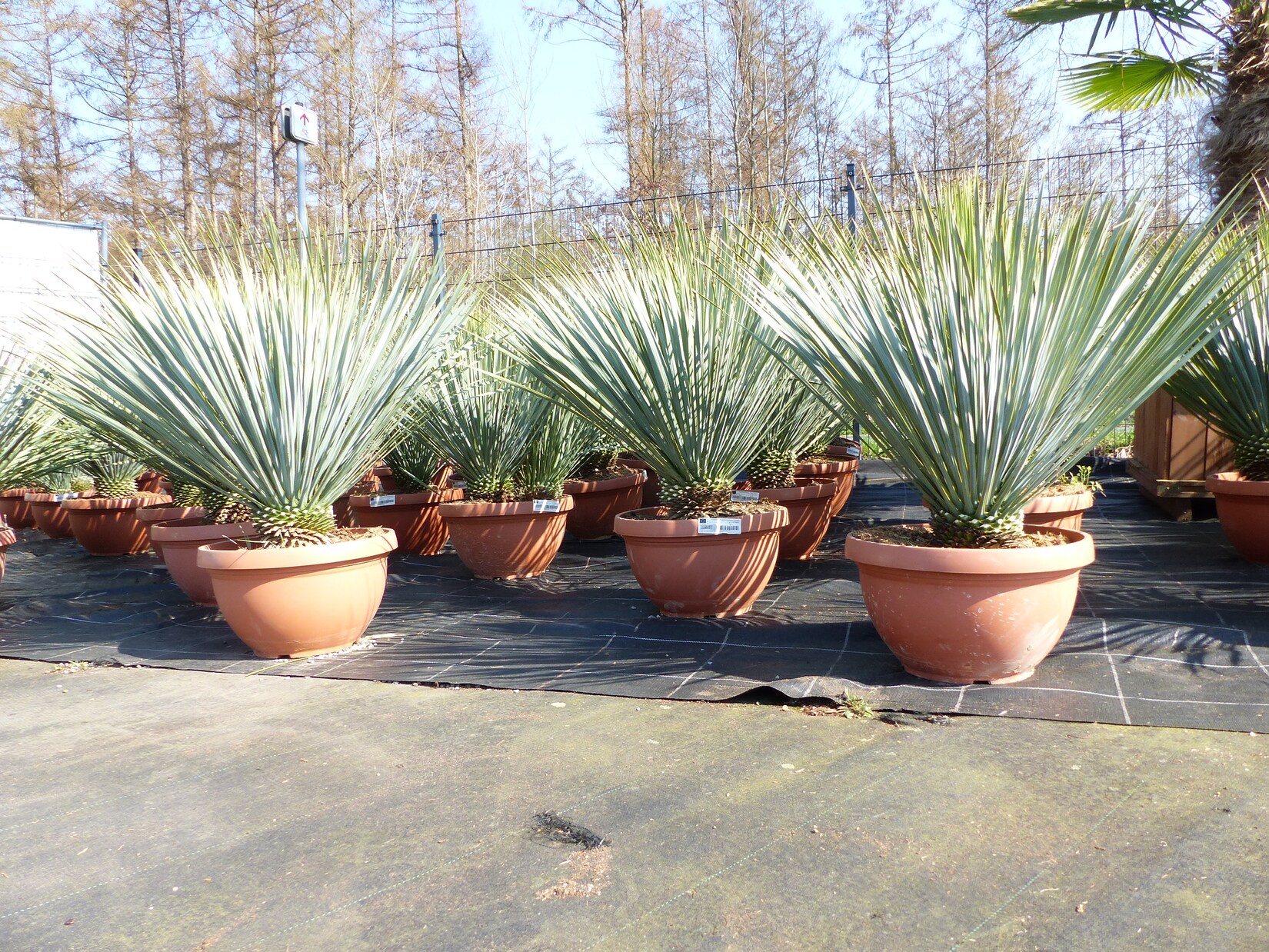 Yucca Rostrata 80 - 100 cm in Bonsai Schale   winterhart   Ø Krone 70 - 100 cm
