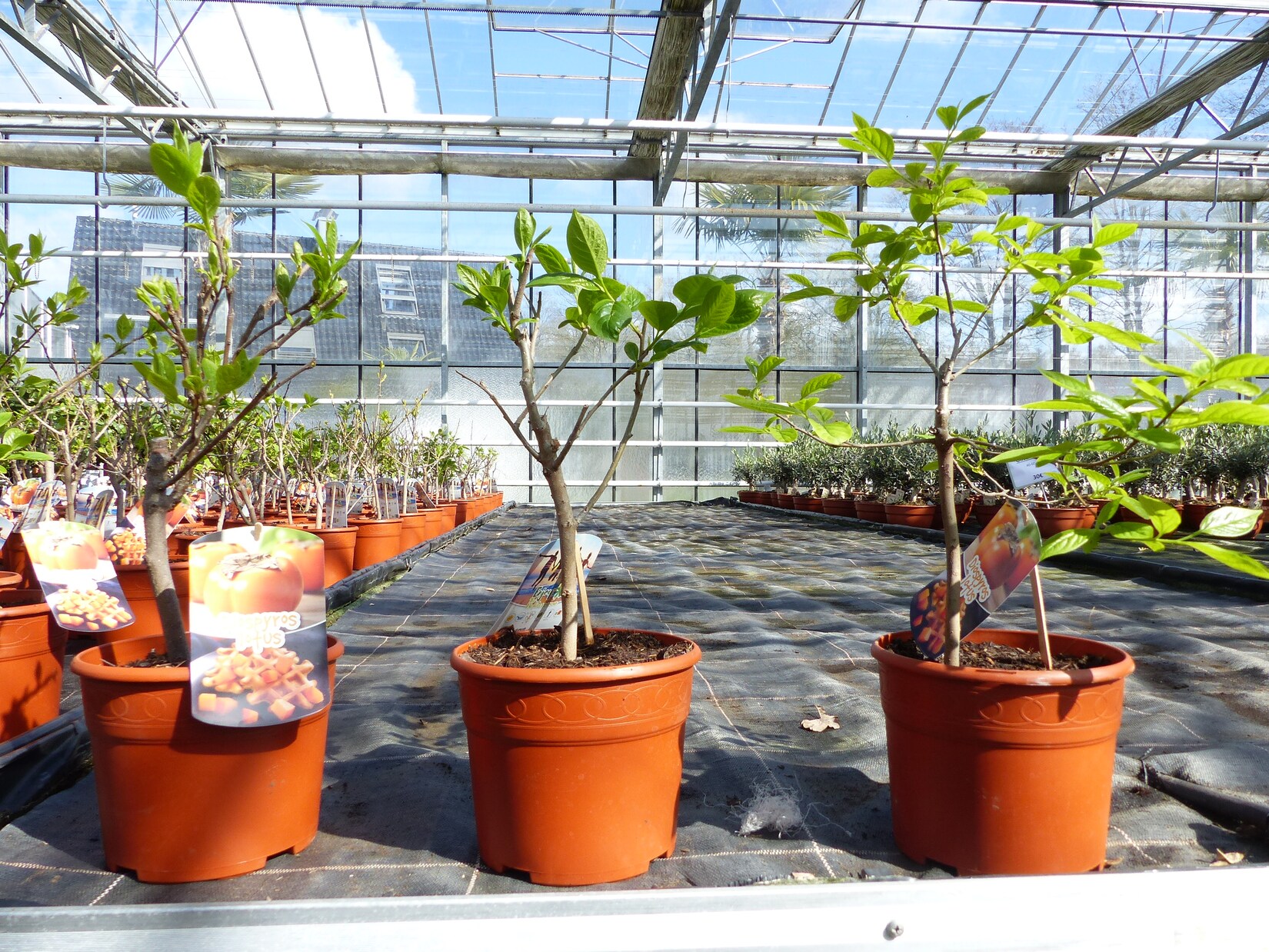 Kaki Baum Bonsai 50 - 60 cm Sorte "Rojo Brilliante" Kakipflaume Pflanze