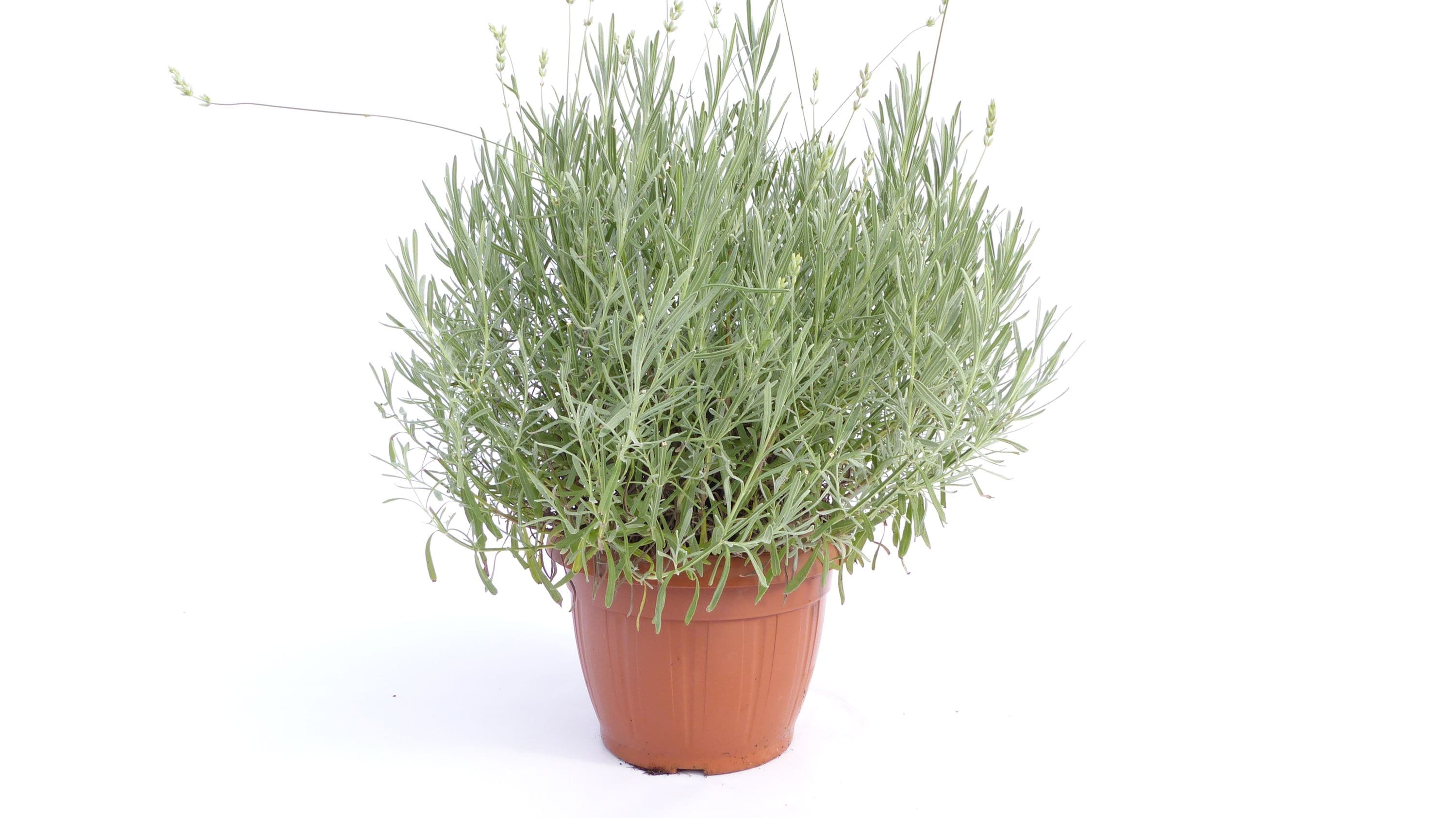 echter Lavendel XL BUSCH &Oslash; 40cm, H&ouml;he 40 cm, Lavandula Angustifolia Kr&auml;uter Pflanze Kr&auml;uterk&uuml;che 