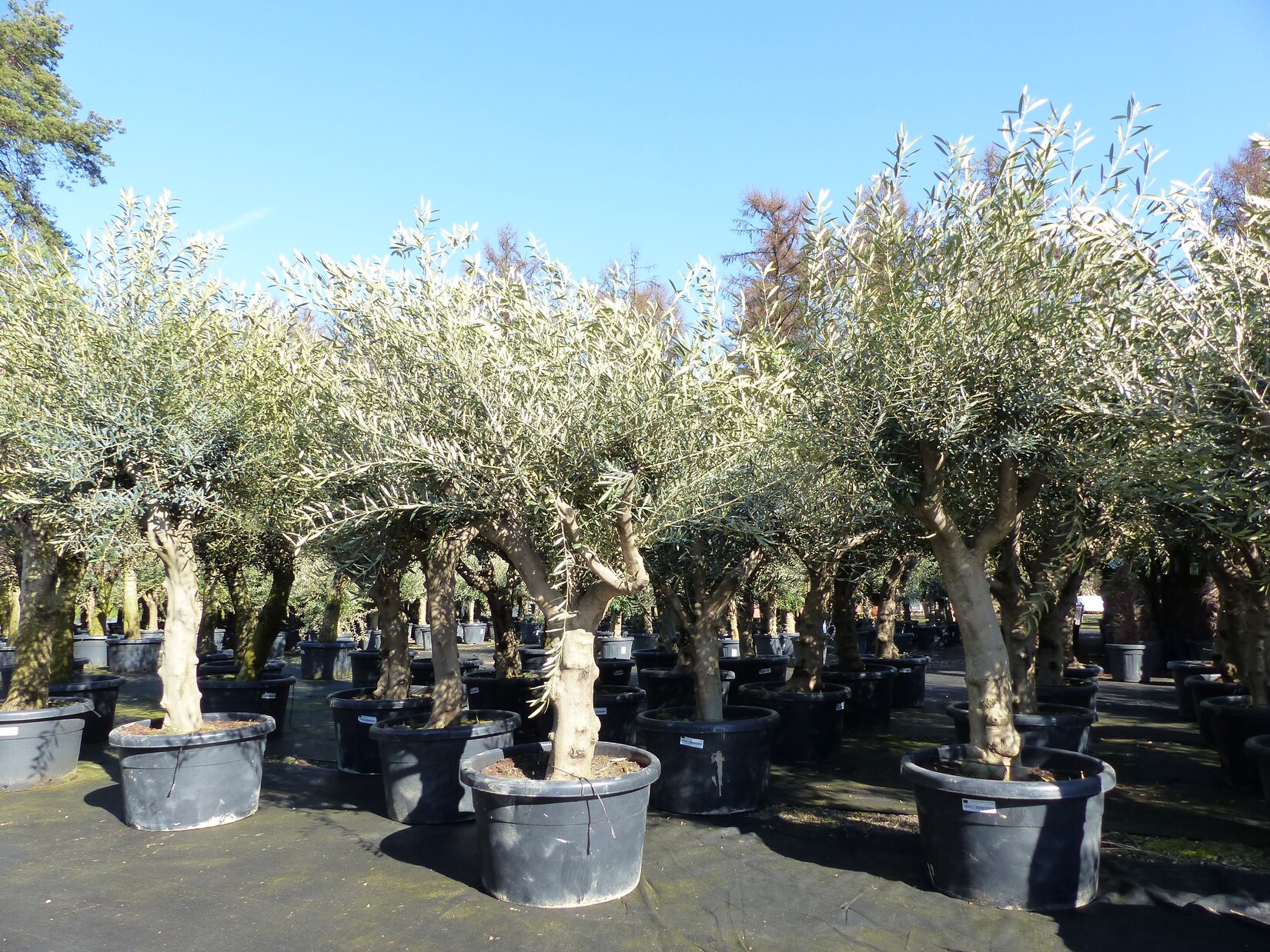 Olivenbaum verzweigt Hojiblanca 200 - 250 cm, kräftige Stämme, winterharte Olive, Olea europaea