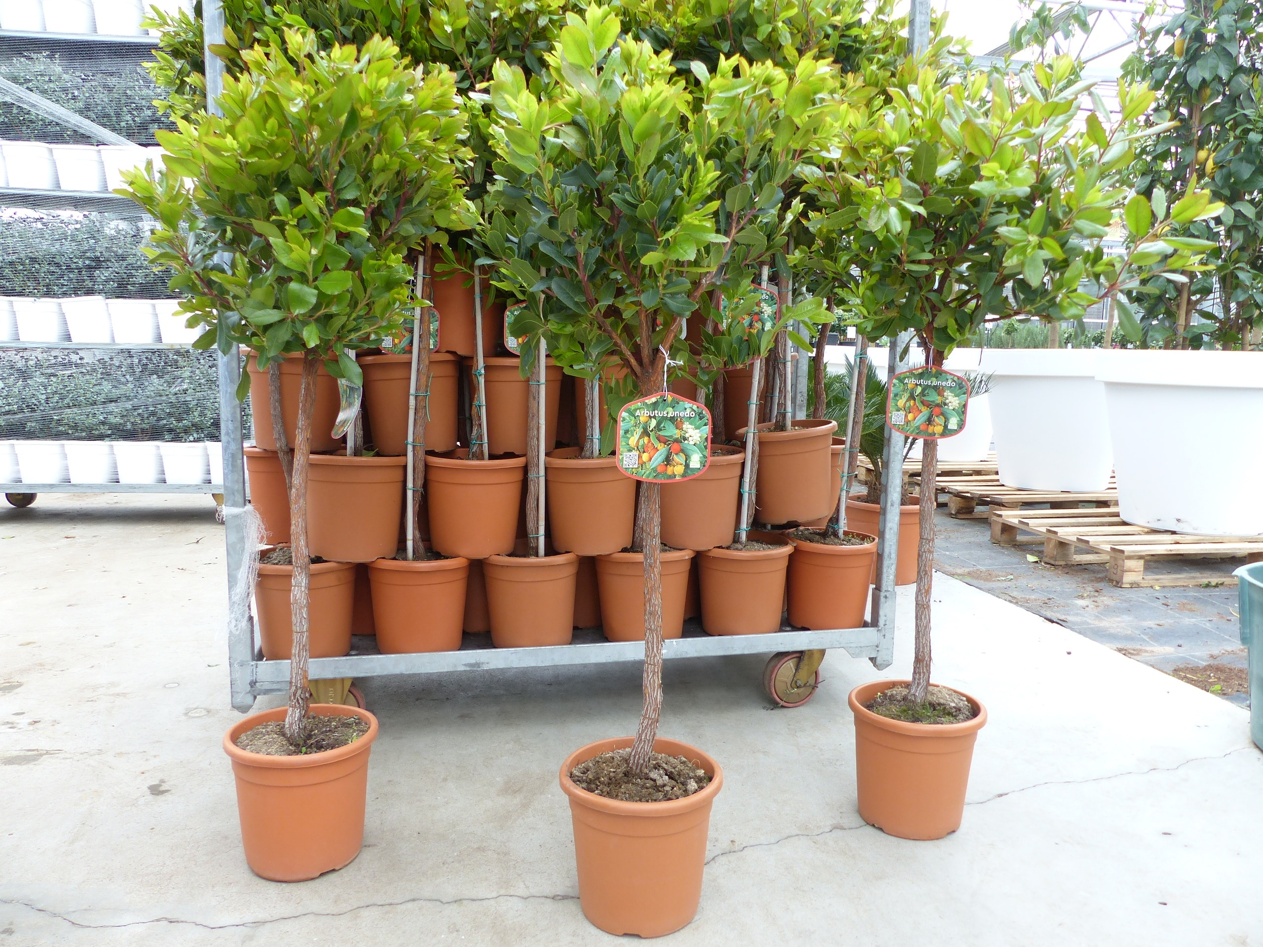 Erdbeerbaum | 120 cm | Arbutus unedo | veredelt | Premiumqualit&auml;t | winterhart | fruchtreif 