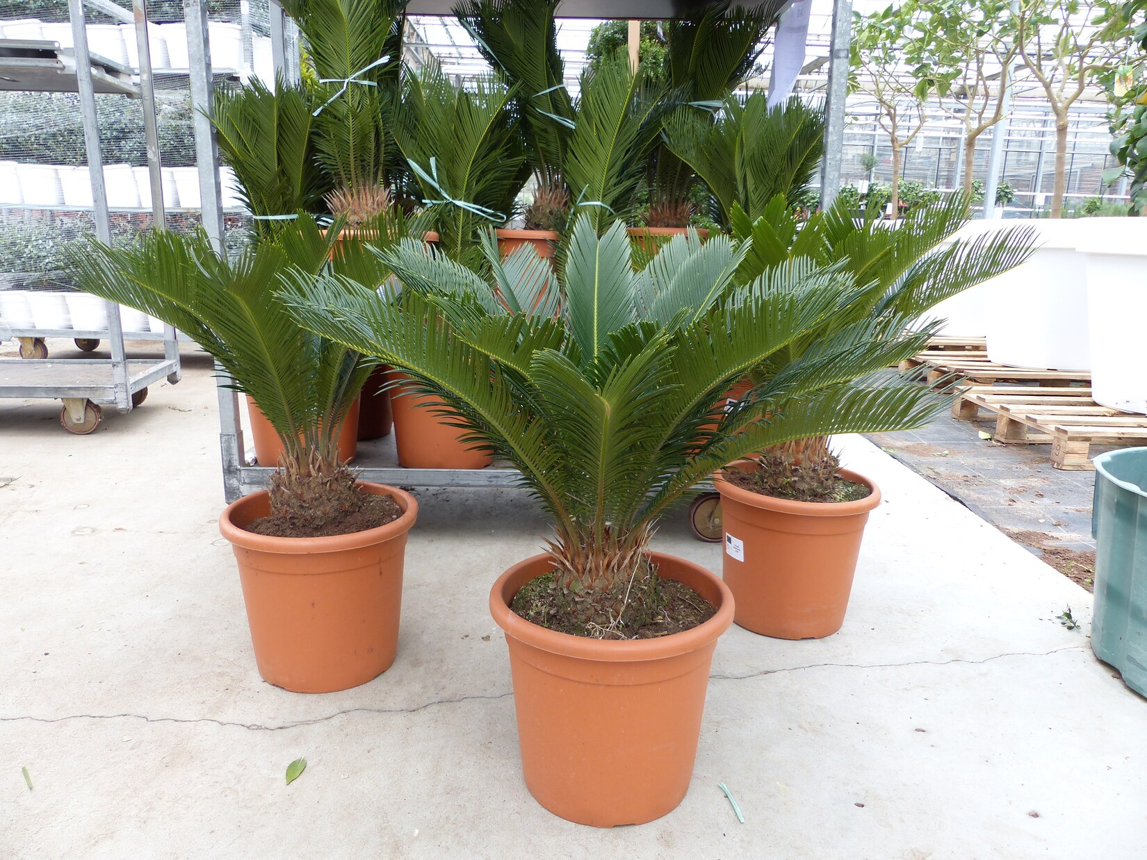 XL Premium Palmfarn 70 - 90 cm Cycas Revoluta Sagopalme Palme, innen + außen