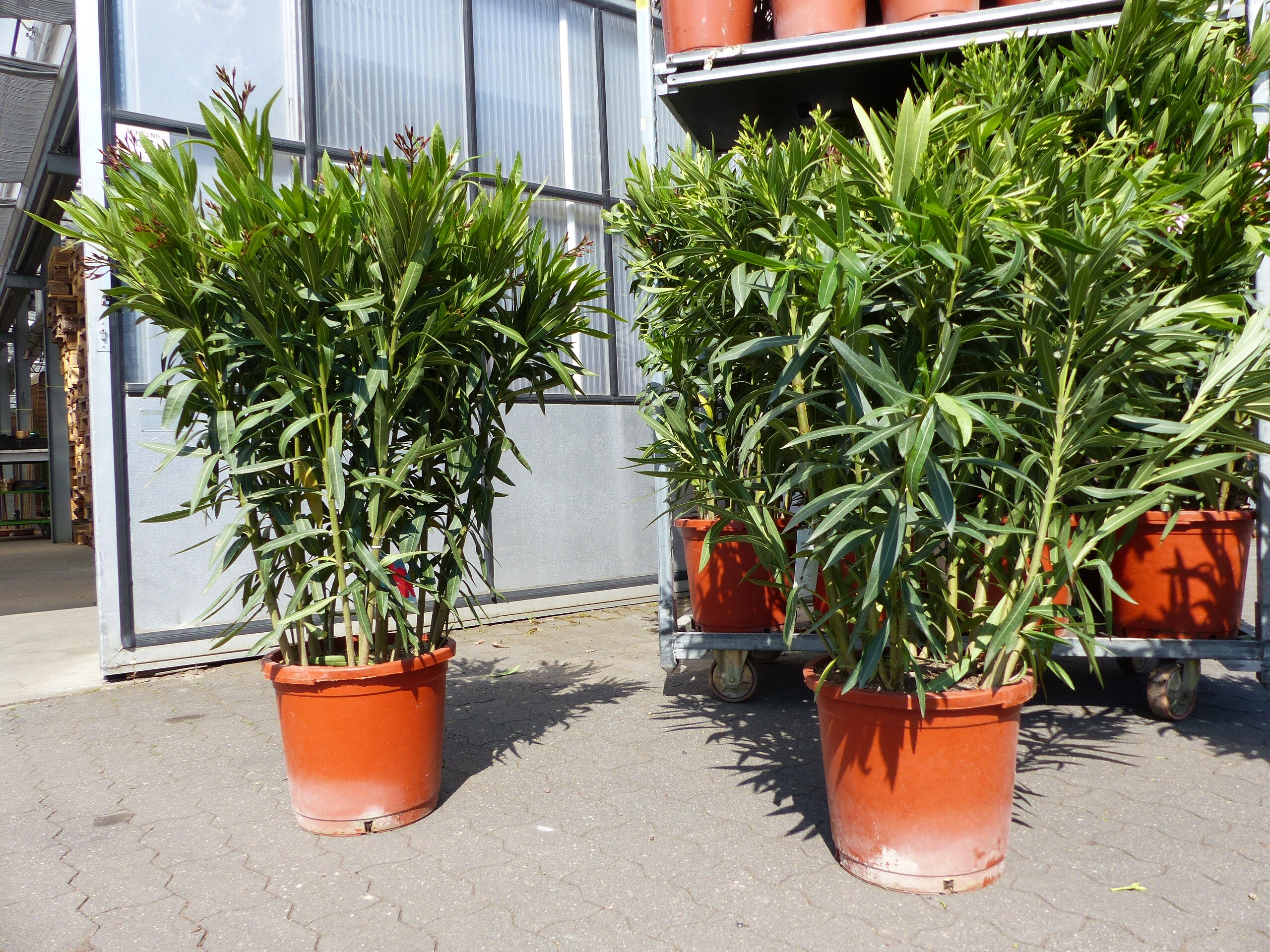 Oleander Premiumqualit&auml;t 110 - 130 cm Busch Nerium Krone &Oslash;90 cm Rosenlorbeer Premium rot, rosa oder wei&szlig; 