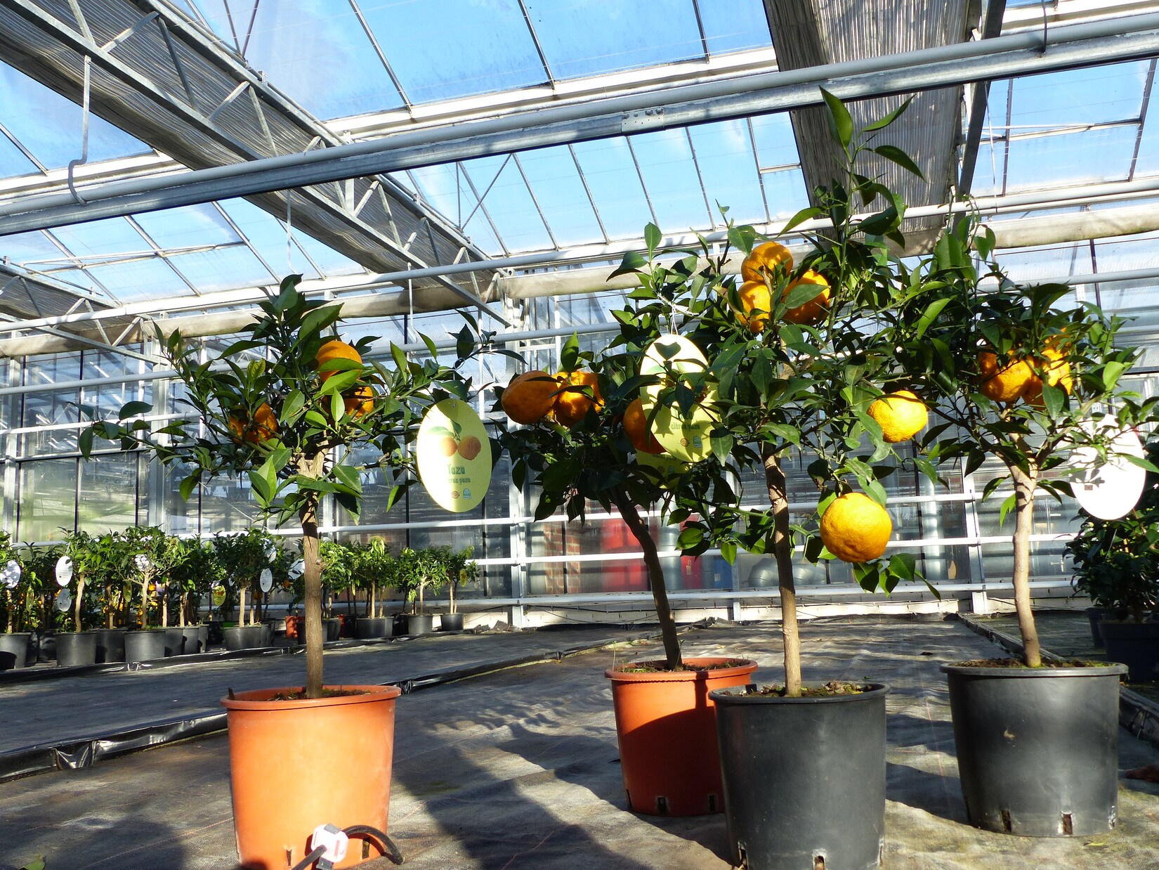 Citrus Yuzu 100 - 120 cm, Zitronenbaum Zitrone, japanische Zitrone, winterhart