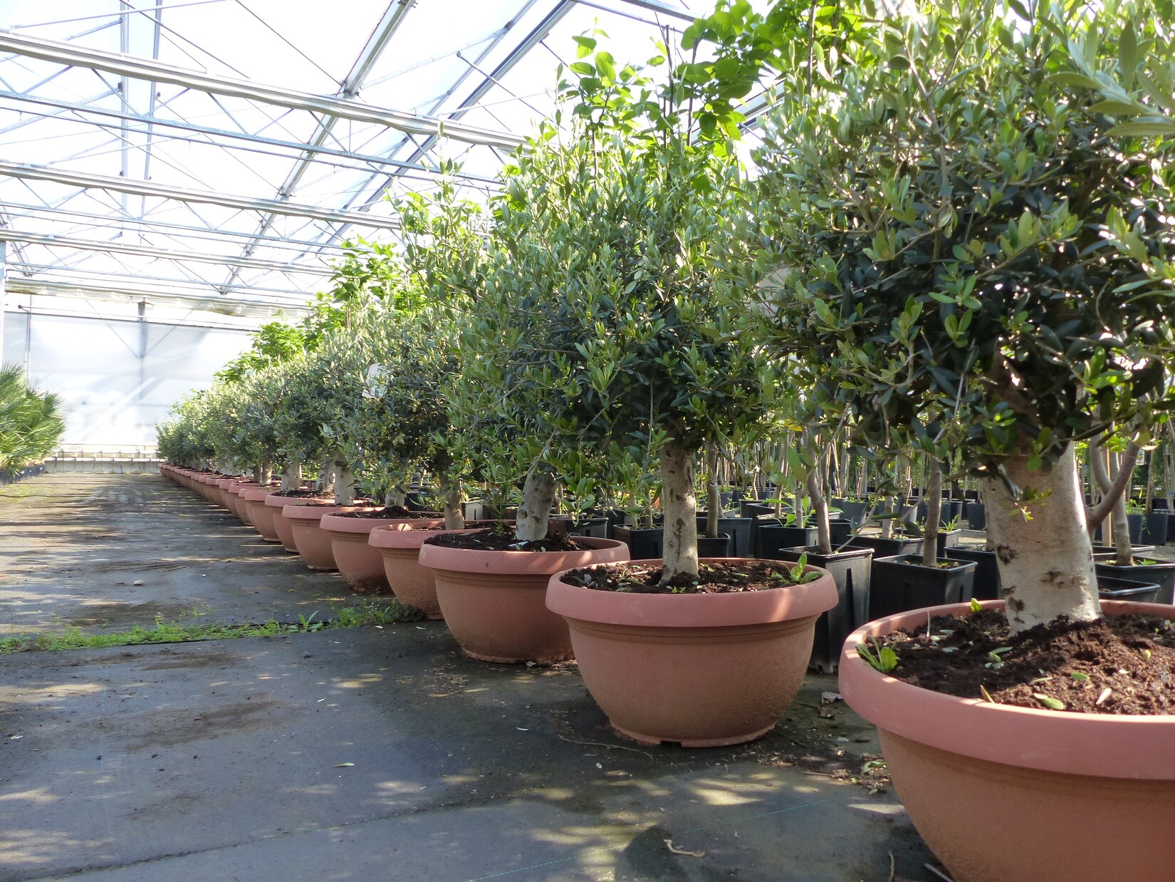 Olivenbaum Bonsai 100 - 120 cm Formgehölz, Olive winterhart, Olea europaea