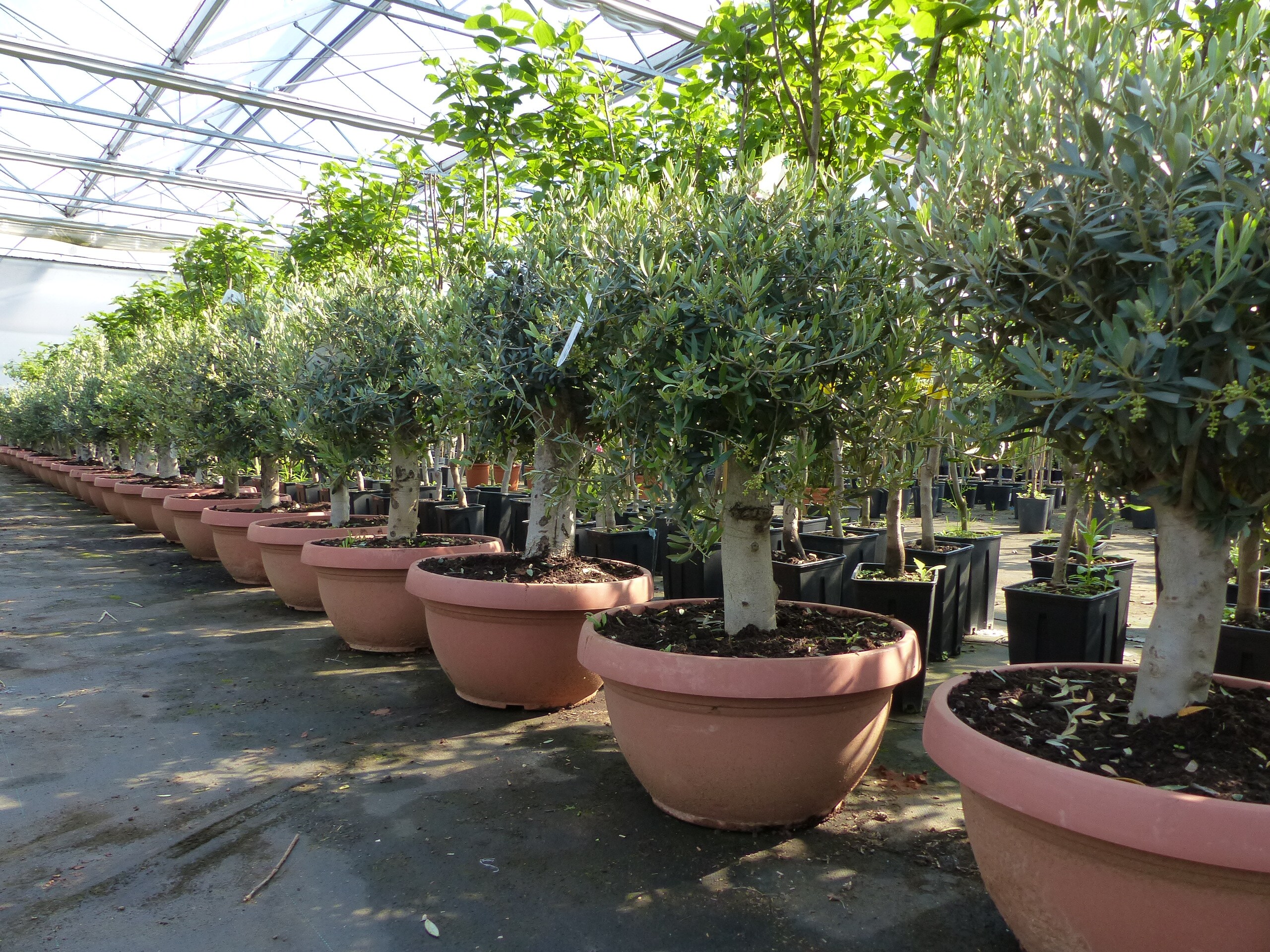 Olivenbaum Bonsai 100 - 120 cm Formgehlz, Olive winterhart, Olea europaea  bei Marktkauf online bestellen