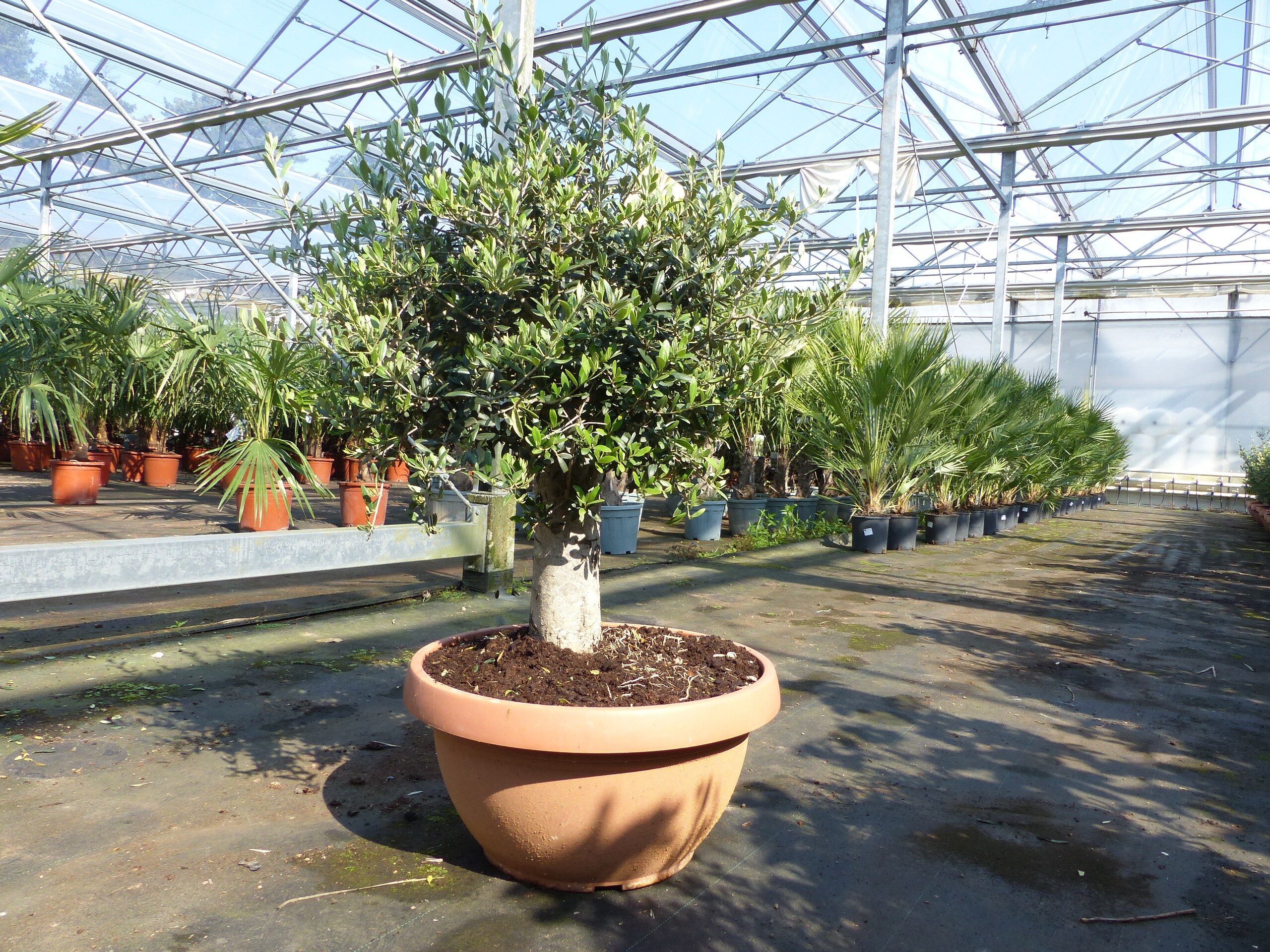 Olivenbaum Bonsai 100 - 120 cm Formgehlz, Olive winterhart, Olea europaea  bei Marktkauf online bestellen