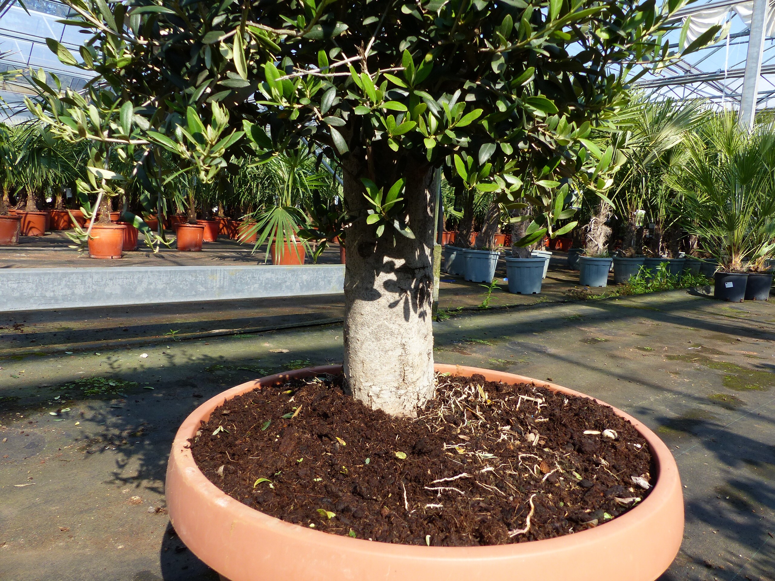 Olivenbaum Bonsai 100 - 120 cm Formgehlz, Olive winterhart, Olea europaea  bei Marktkauf online bestellen