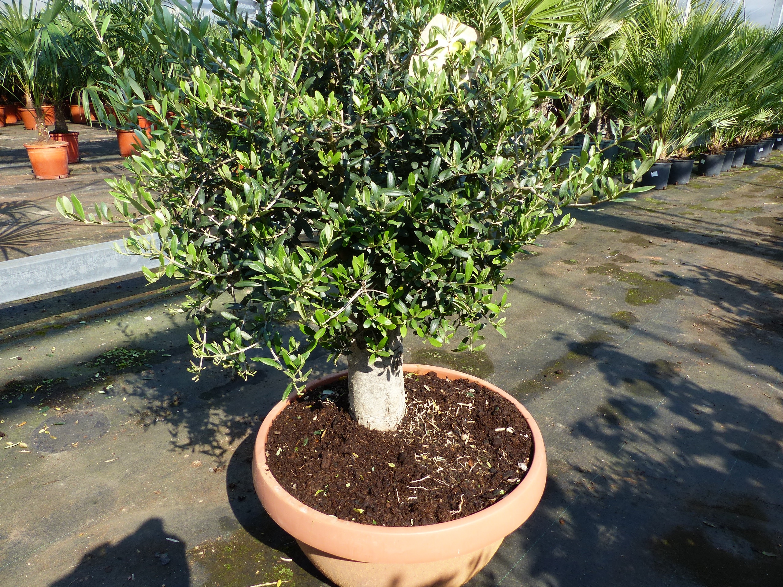 Olivenbaum Bonsai 100 - 120 cm Formgehlz, Olive winterhart, Olea europaea  bei Marktkauf online bestellen