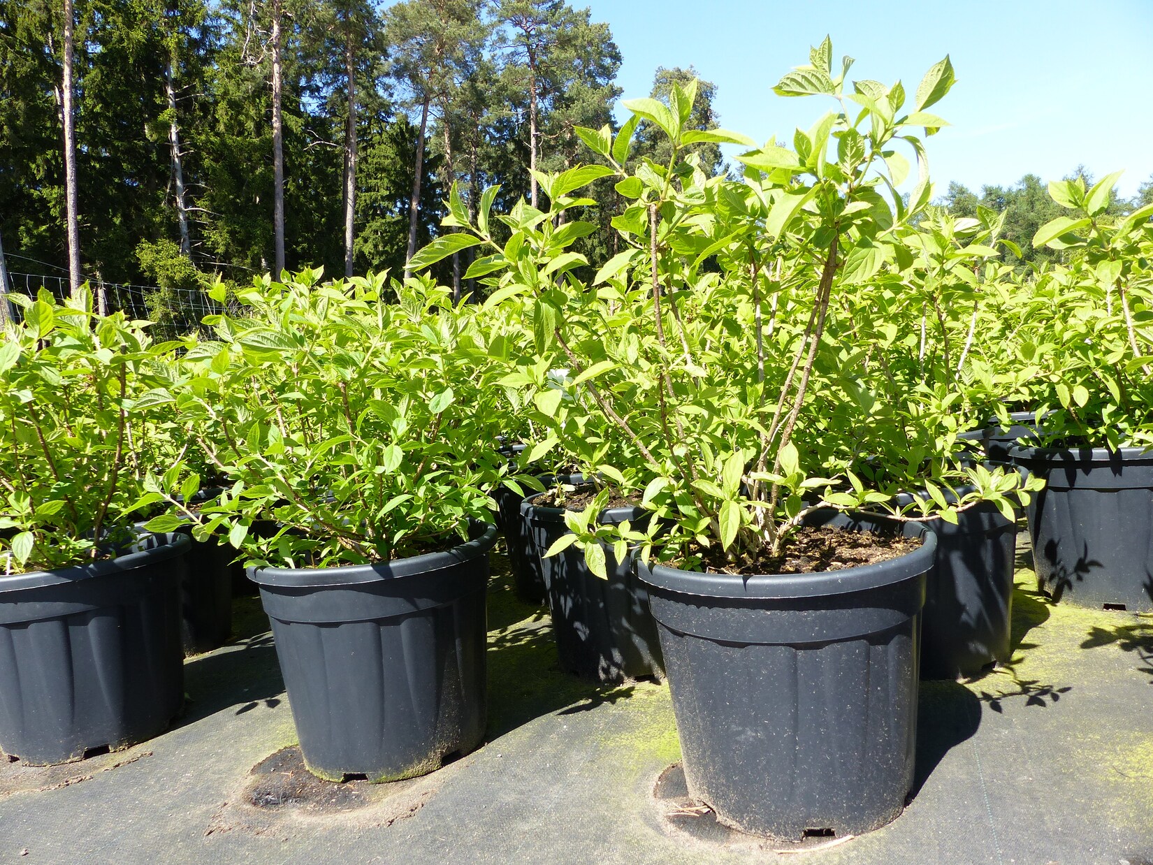 Horstensie Rispenhortensie 70 cm Limelight weiß Hydrangea Paniculata winterhart