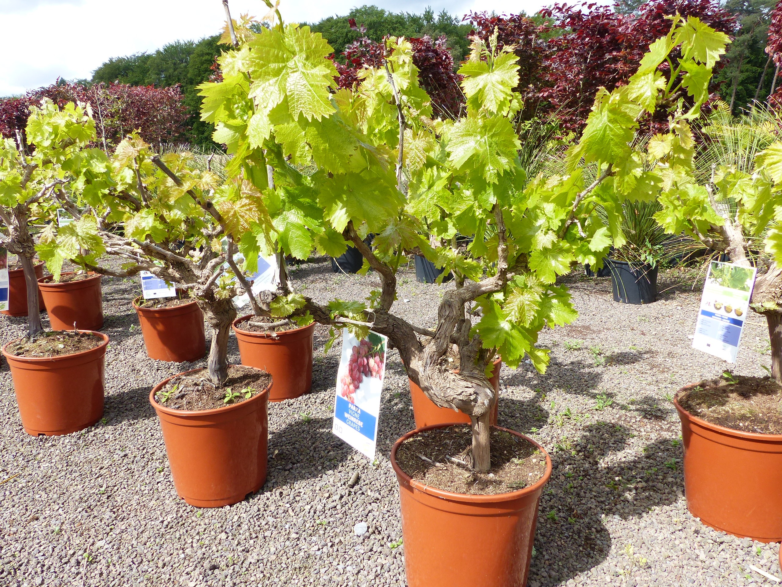 Vitis Vinifera kernlos rote & helle Trauben Weinstock, knorrige Weinrebe, Weintraube 