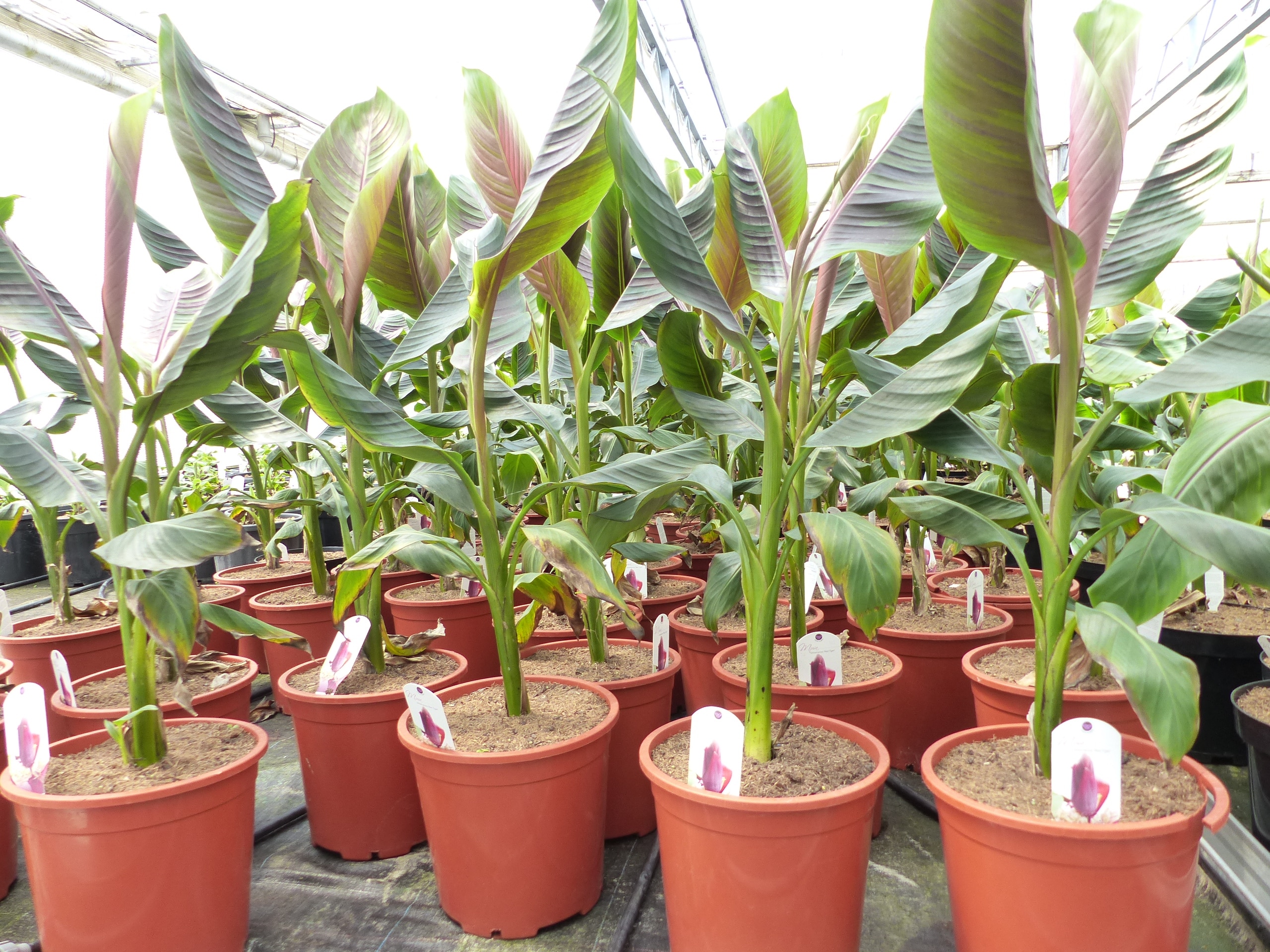 Bananenstaude Banane Musa Sikkimensis Red Tiger Banane 100 - 120 cm  winterhart Staude 