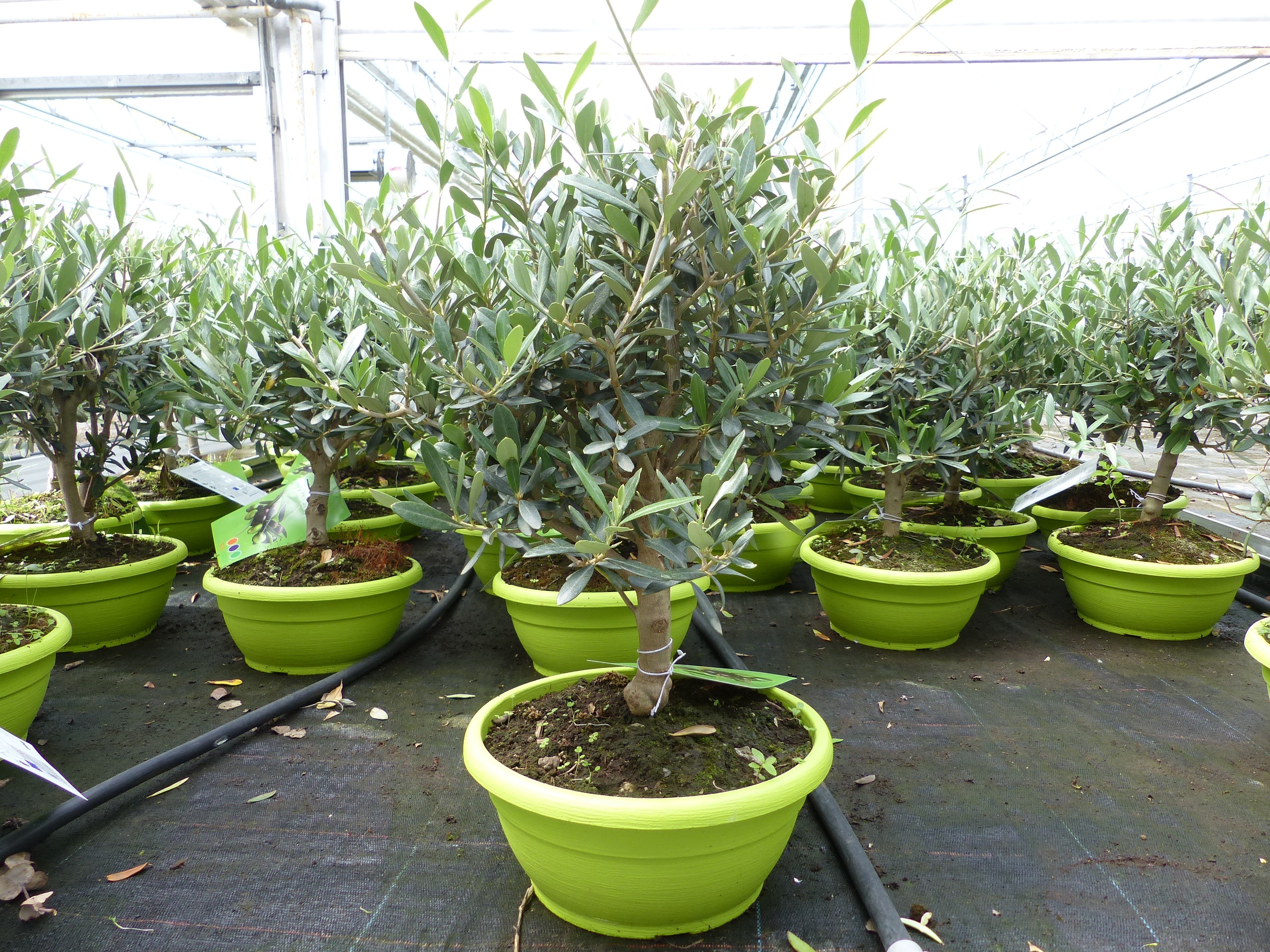 Olivenbaum Bonsai Formgeh&ouml;lz, Olive winterhart, Olea europaea 50 - 60 cm 