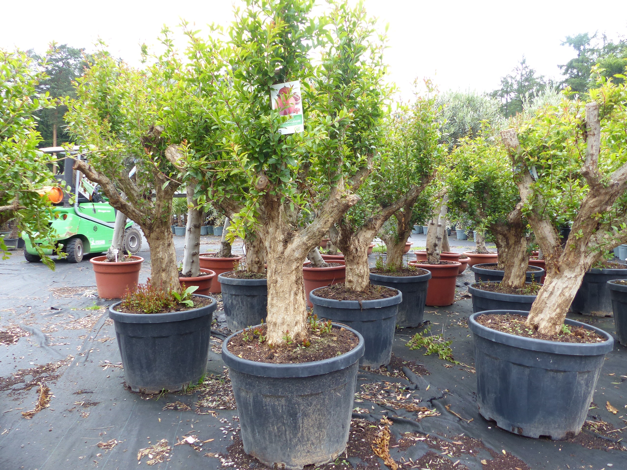 Punica Granatum 160 - 190 cm, uriger, alter & knorriger Granatapfelbaum | Stamm &Oslash; 40-50 