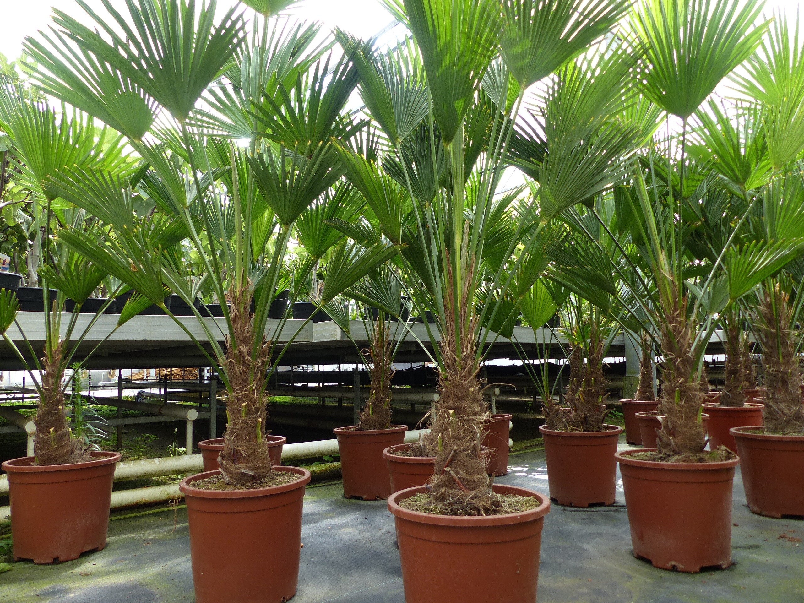 Palme winterhart 150 - 180 cm Trachycarpus Wagnerianus Wagner Hanfpalme, Top-Qualit&auml;t 