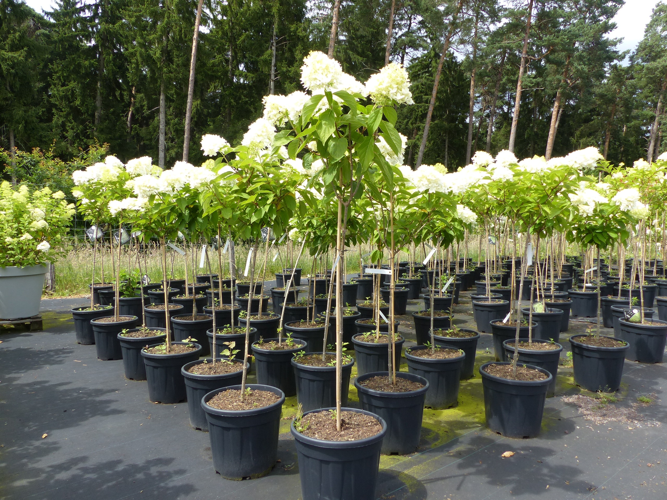 Horstensie Rispenhortensie Stamm 170 cm Hercules wei&szlig; Hydrangea Paniculata winterhart 