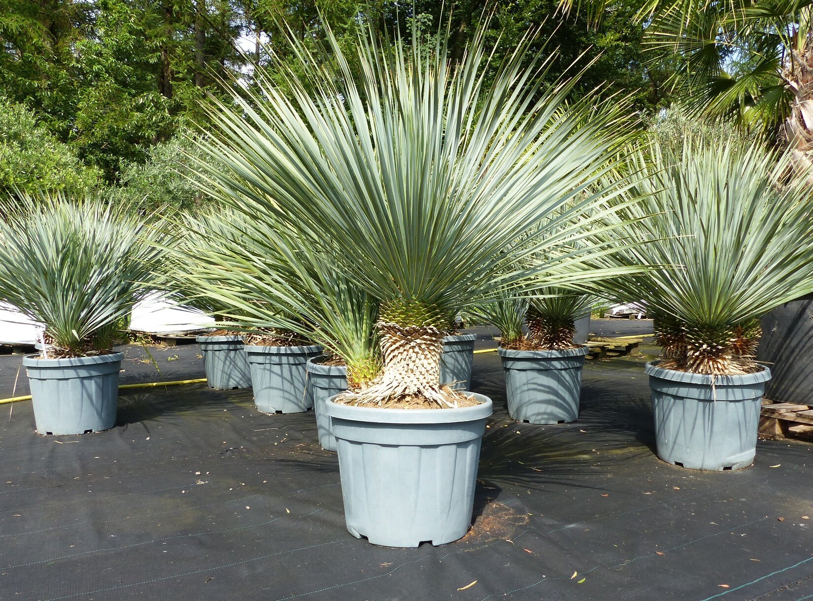 Yucca Rostrata, 2-3 Stämmig, 120 - 140 cm, Stamm 10 - 30 cm winterhart