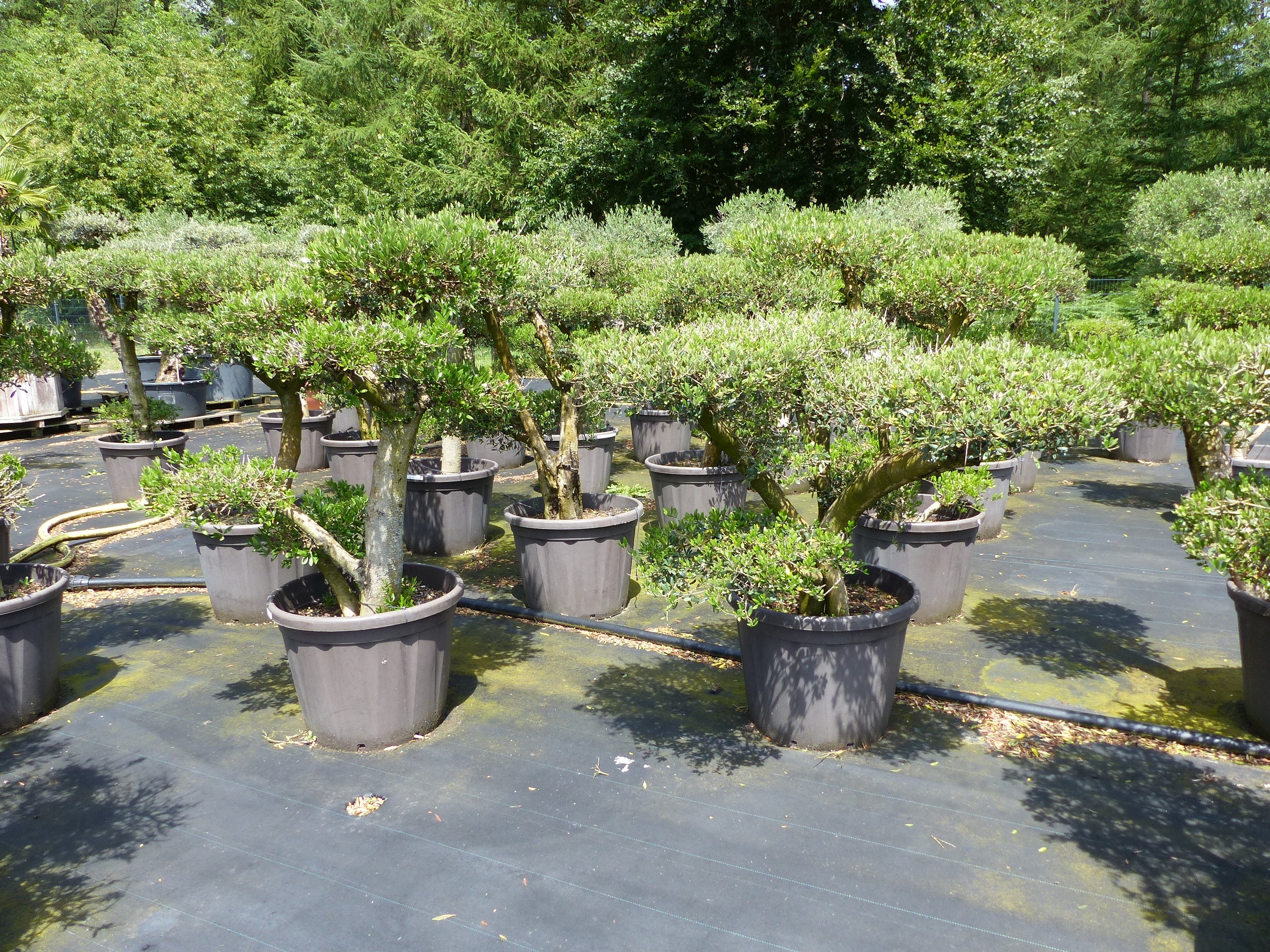 Olivenbaum Olea Europaea als Pon Pon Angebot 130 - 180 cm Bonsai Formgeh&ouml;lz Gartenbonsai Formschnitt winterhart 