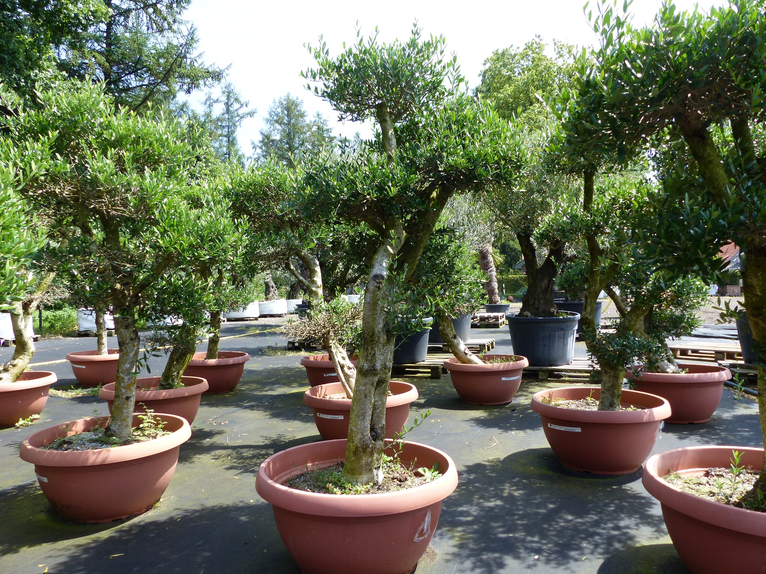 Angebot | Olive Olivenbaum Pon Pon | 160-190cm in 90L-Schale | 5 - 7 Pon Pon | Bonsai Formgeh&ouml;lz, winterhart 