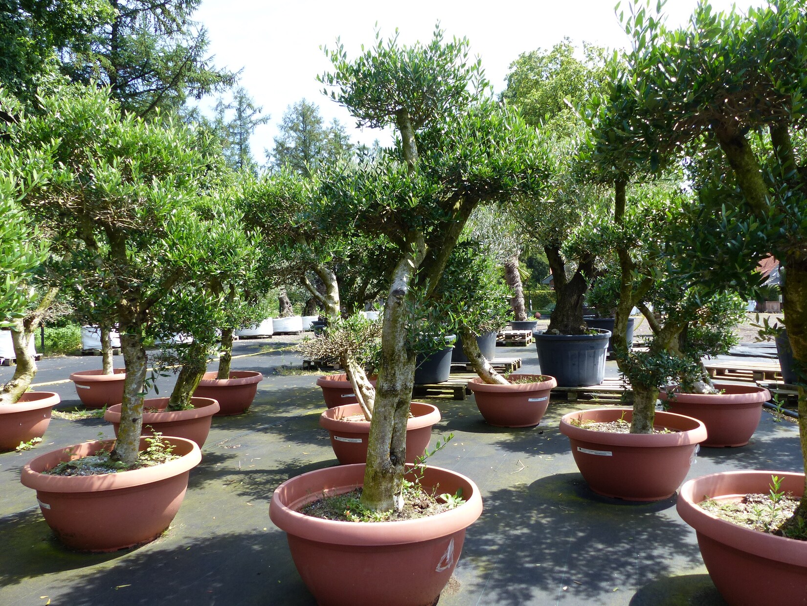 Angebot Olive Olivenbaum Pon Pon   160-190cm in -Schale   5 - 7 Pon Pon   Bonsai Formgehölz, winterhart