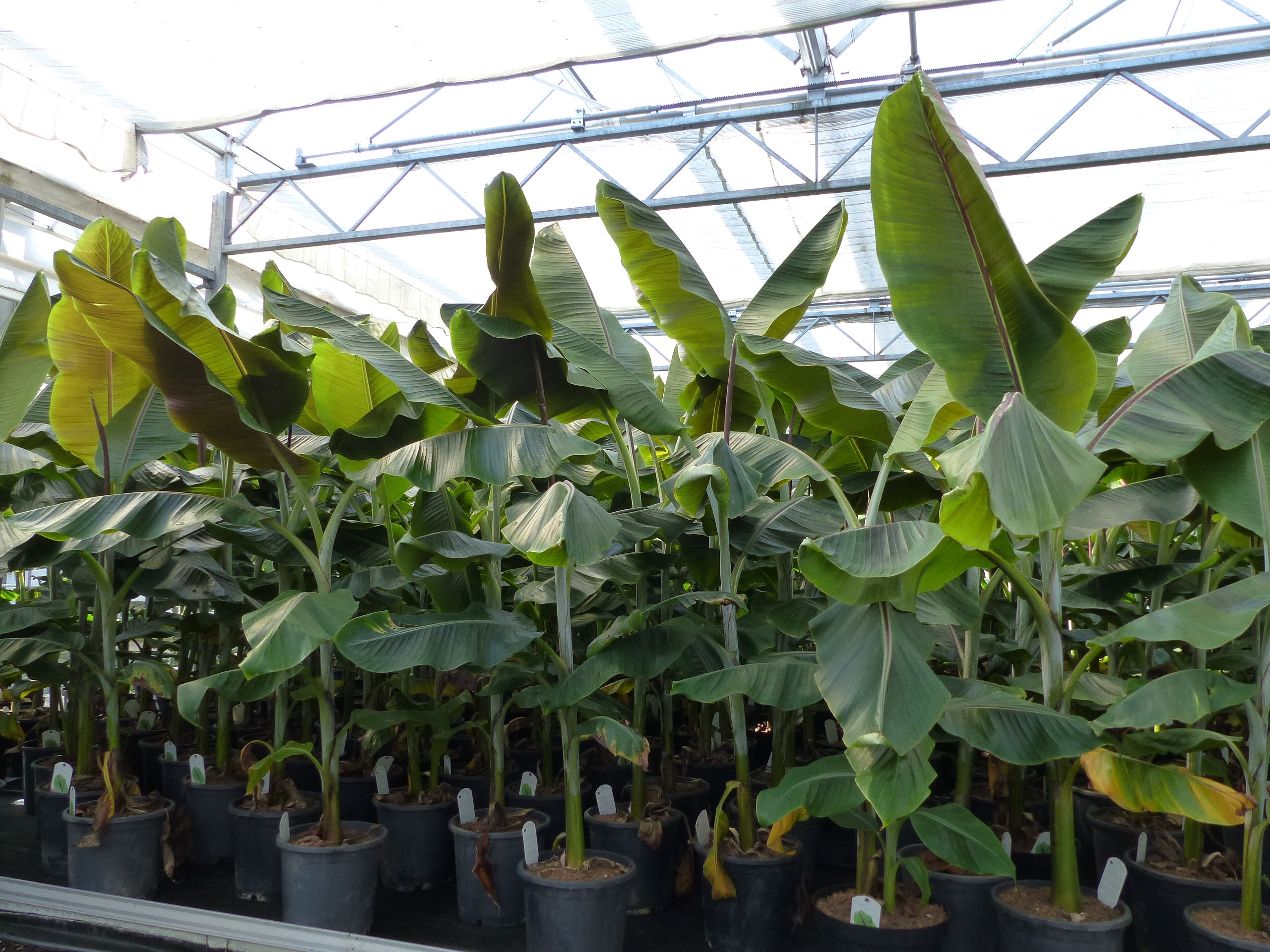 Musa Itinerans Forma India | Bananenstaude | 140 - 170 cm 
