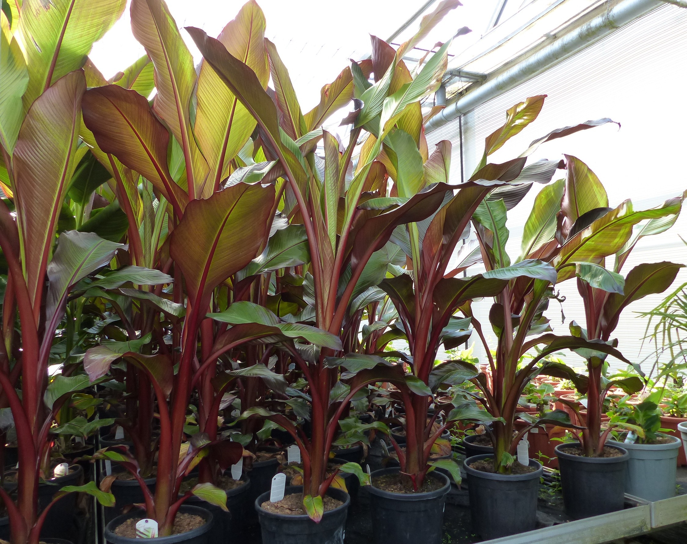 Ensete Ventricosum Maurellii  | Bananenstaude | 120 - 150 cm 