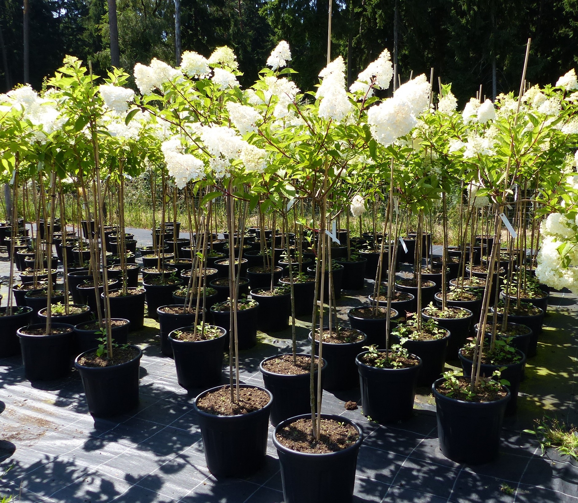Hortensie Rispenhortensie Stamm 150 - 180 cm Candlelight wei&szlig; Hydrangea Paniculata winterhart 
