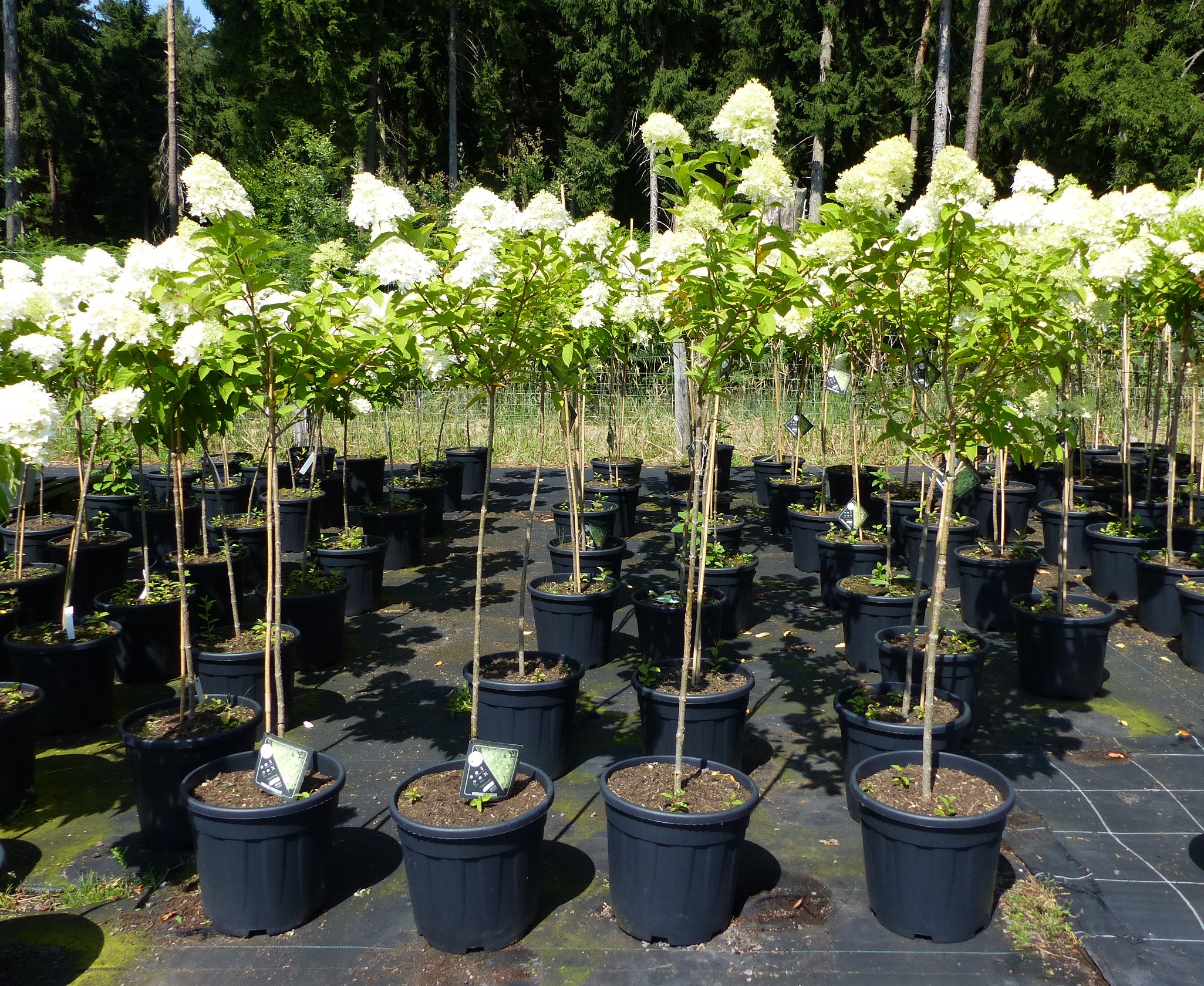 Hortensie Rispenhortensie Stamm 150 - 170 cm Limelight wei&szlig; Hydrangea Paniculata winterhart 