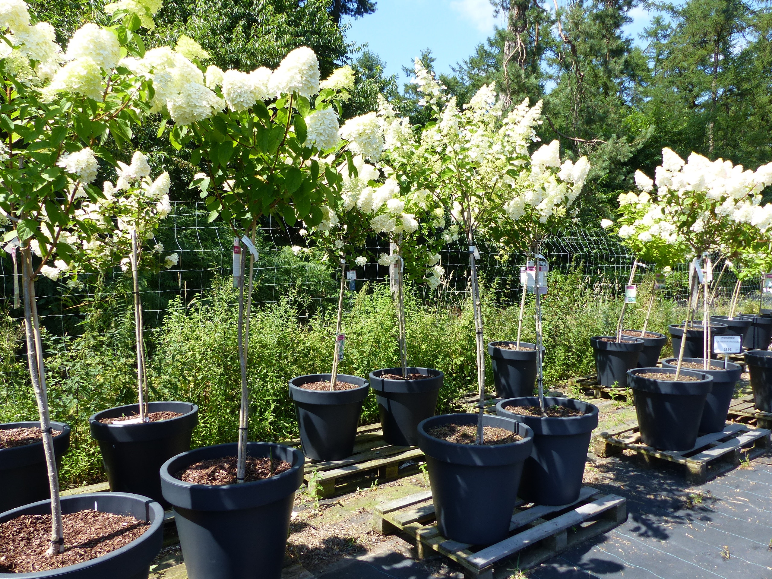 Hortensie Rispenhortensie Stamm im E&K Pflanzk&uuml;bel 200 - 230 cm div. Sorten Hydrangea Paniculata winterhart 