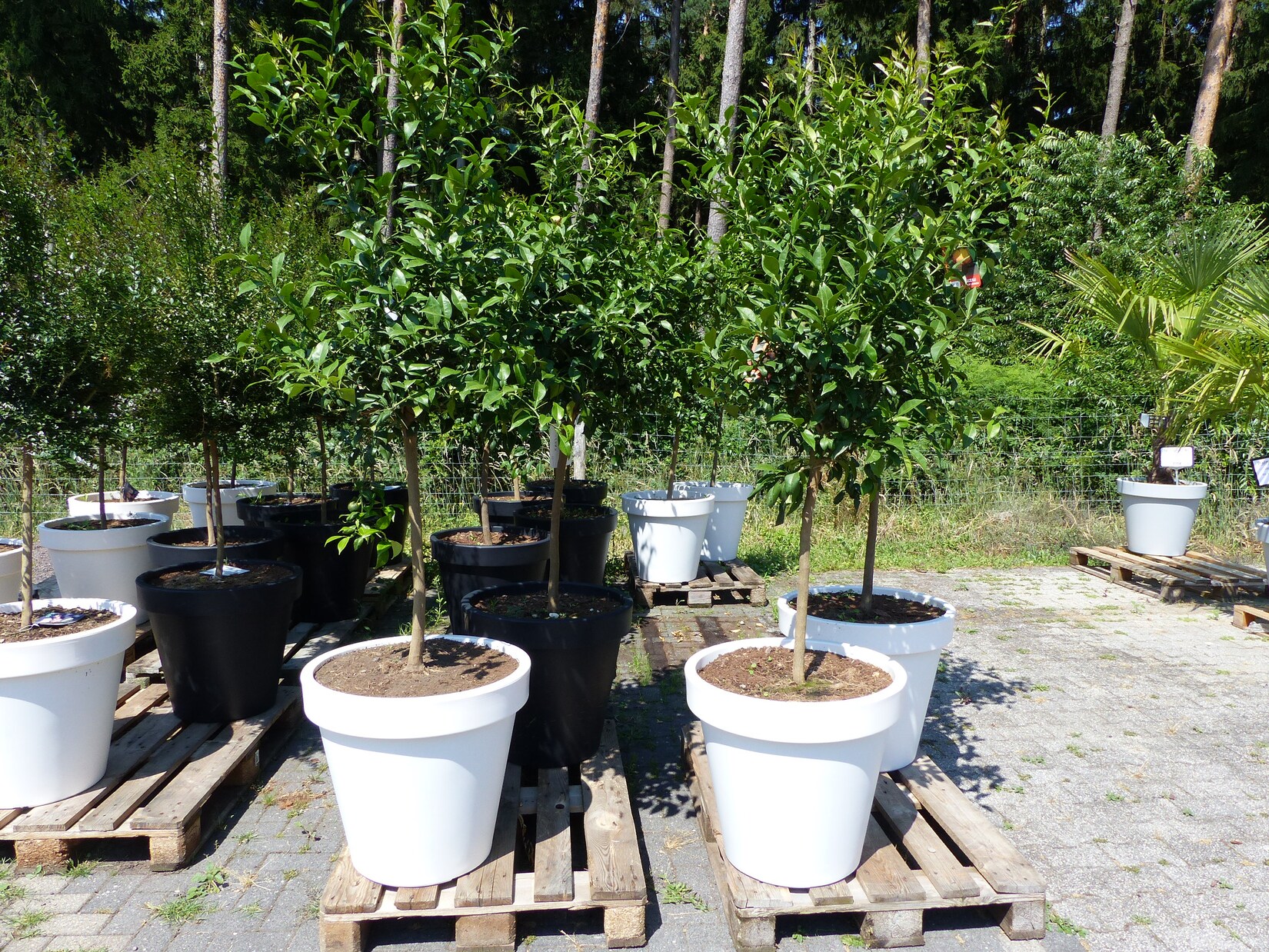 Citrus Yuzu   190 - 210 cm   im E&K Pflanzkübel   Zitronenbaum   Zitrone   japanische Zitrone   winterhart