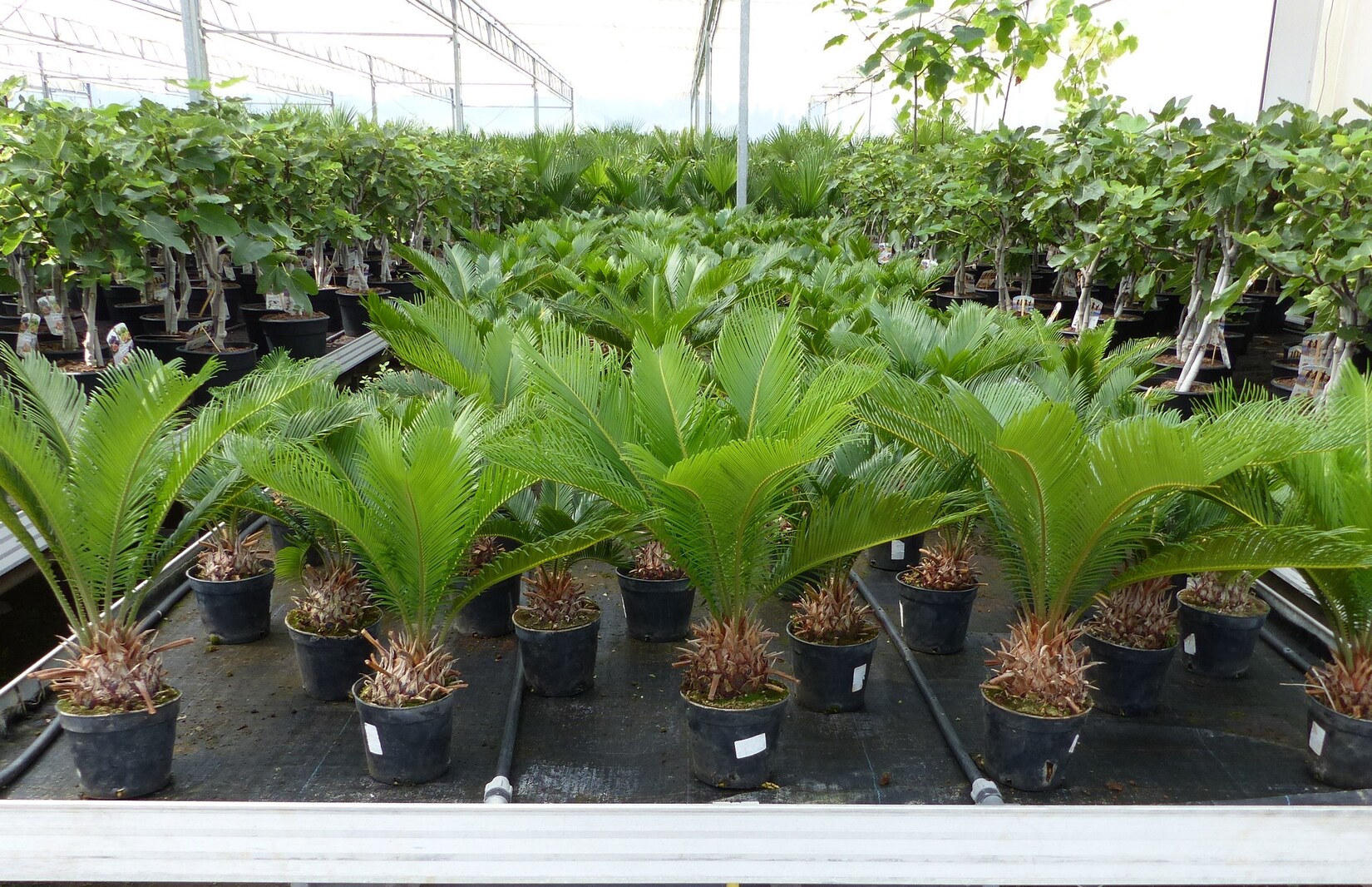 Cycas Revoluta 60 cm Palmfarn Sagopalme Palme, innen + außen