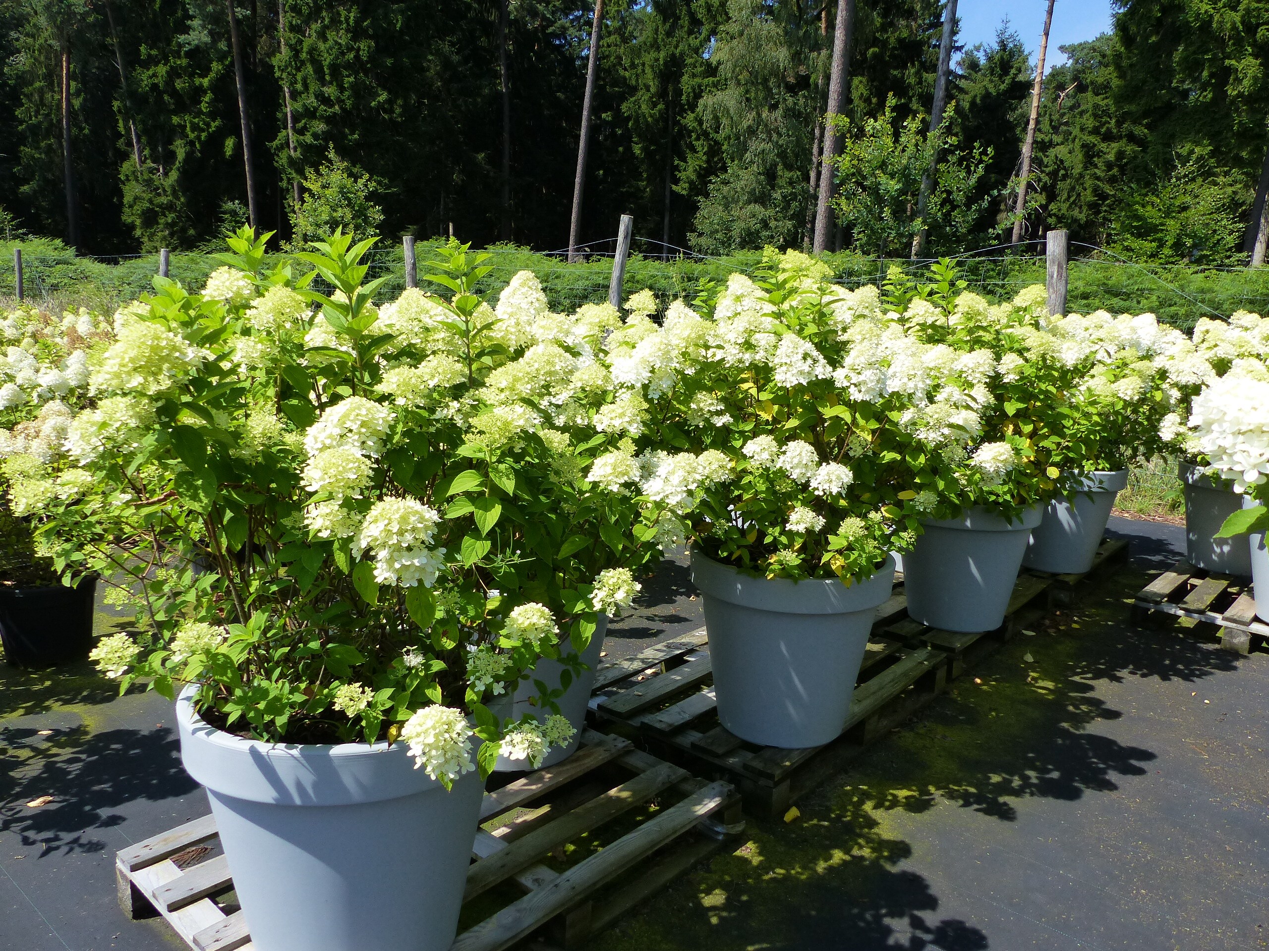 Hortensie Rispenhortensie 'Limelight' im E&K Pflanzk&uuml;bel 120-140 cm Hydrangea Paniculata winterhart 