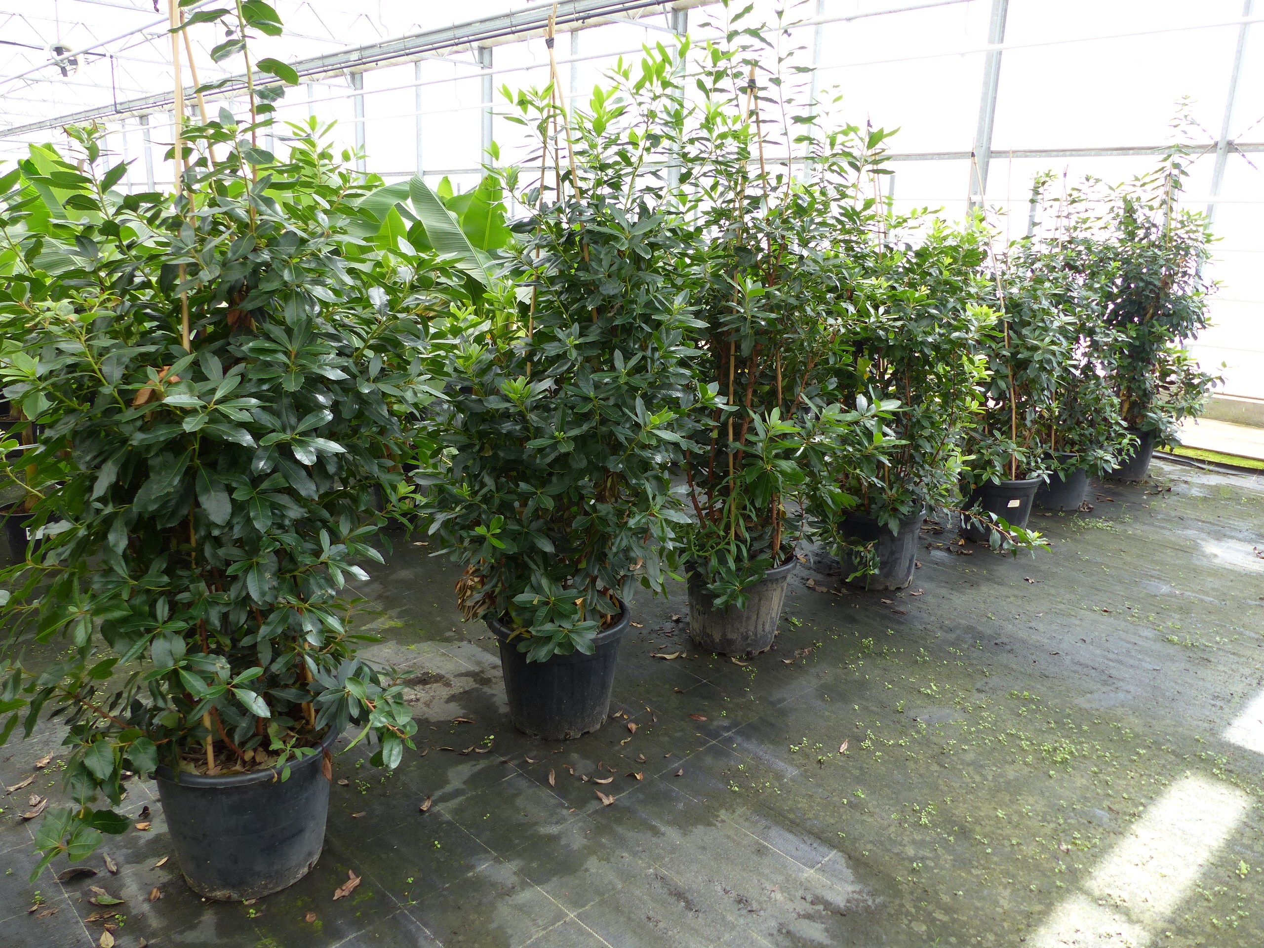 Erdbeerbaum | 170 - 190 cm | Arbutus unedo | veredelt | Premiumqualit&auml;t | winterhart | fruchtreif 